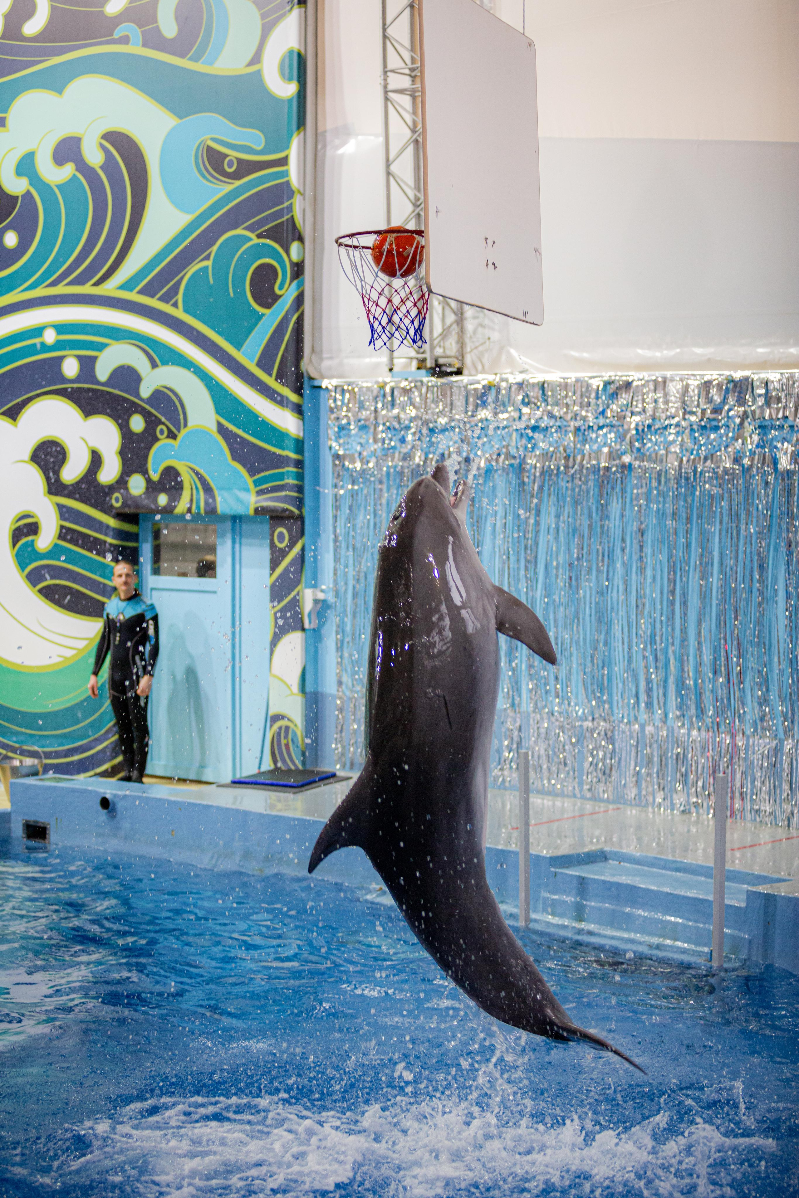 Dolphinarium “Riviera”. Photographer Sonkina Tatiana (Tanya Ash)