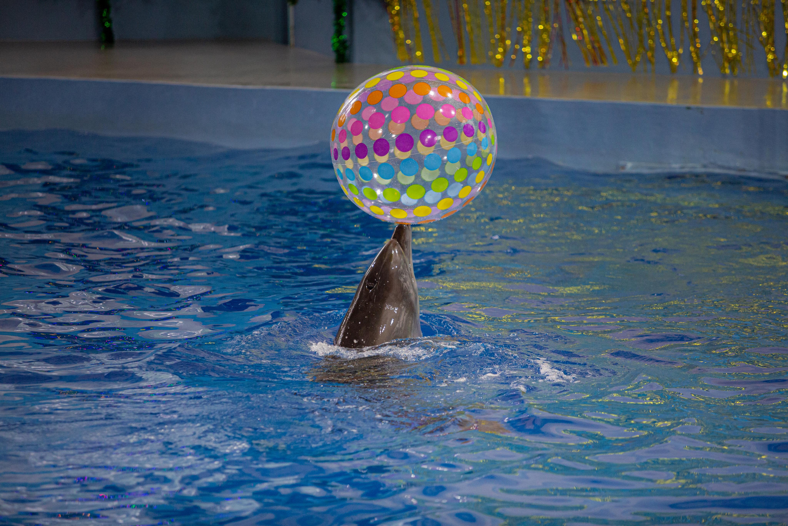 Dolphinarium “Riviera”. Photographer Sonkina Tatiana (Tanya Ash)