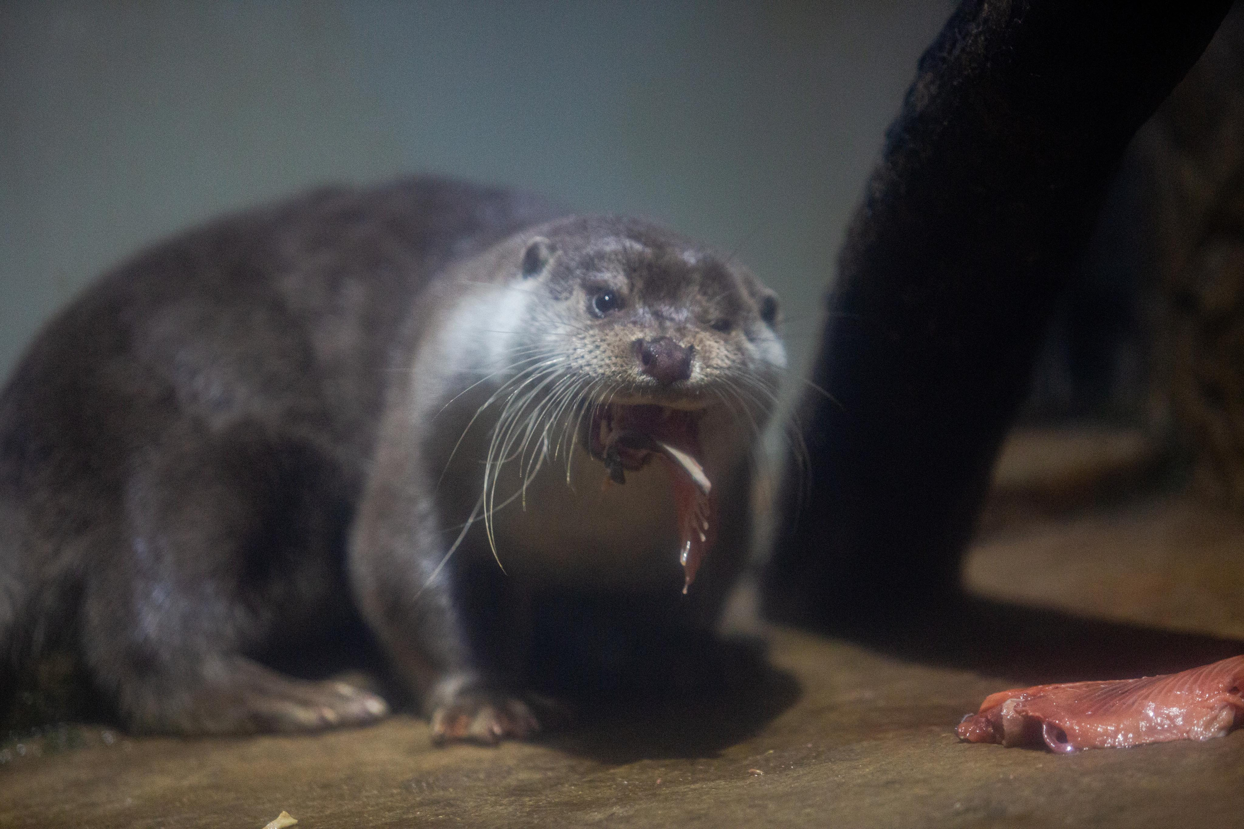 Аквариум и Морской зоопарк. Photographer Sonkina Tatiana (Tanya Ash)
