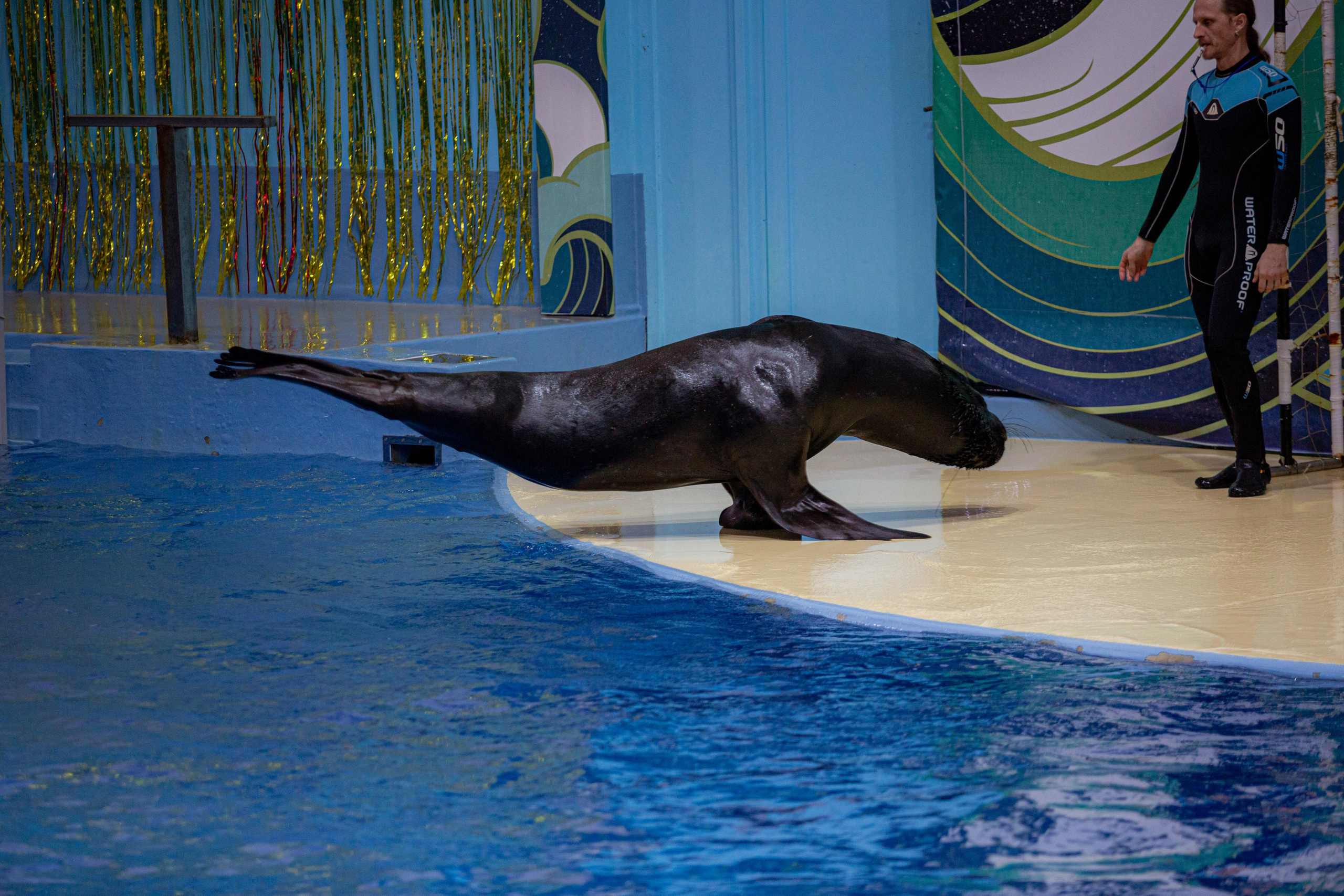 Dolphinarium “Riviera”. Photographer Sonkina Tatiana (Tanya Ash)