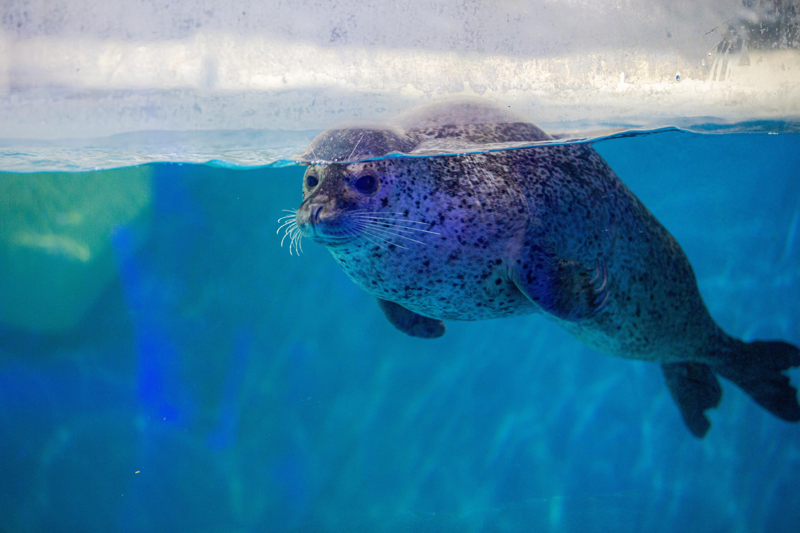 Пингвинарий «Ривьера». Photographer Sonkina Tatiana (Tanya Ash)