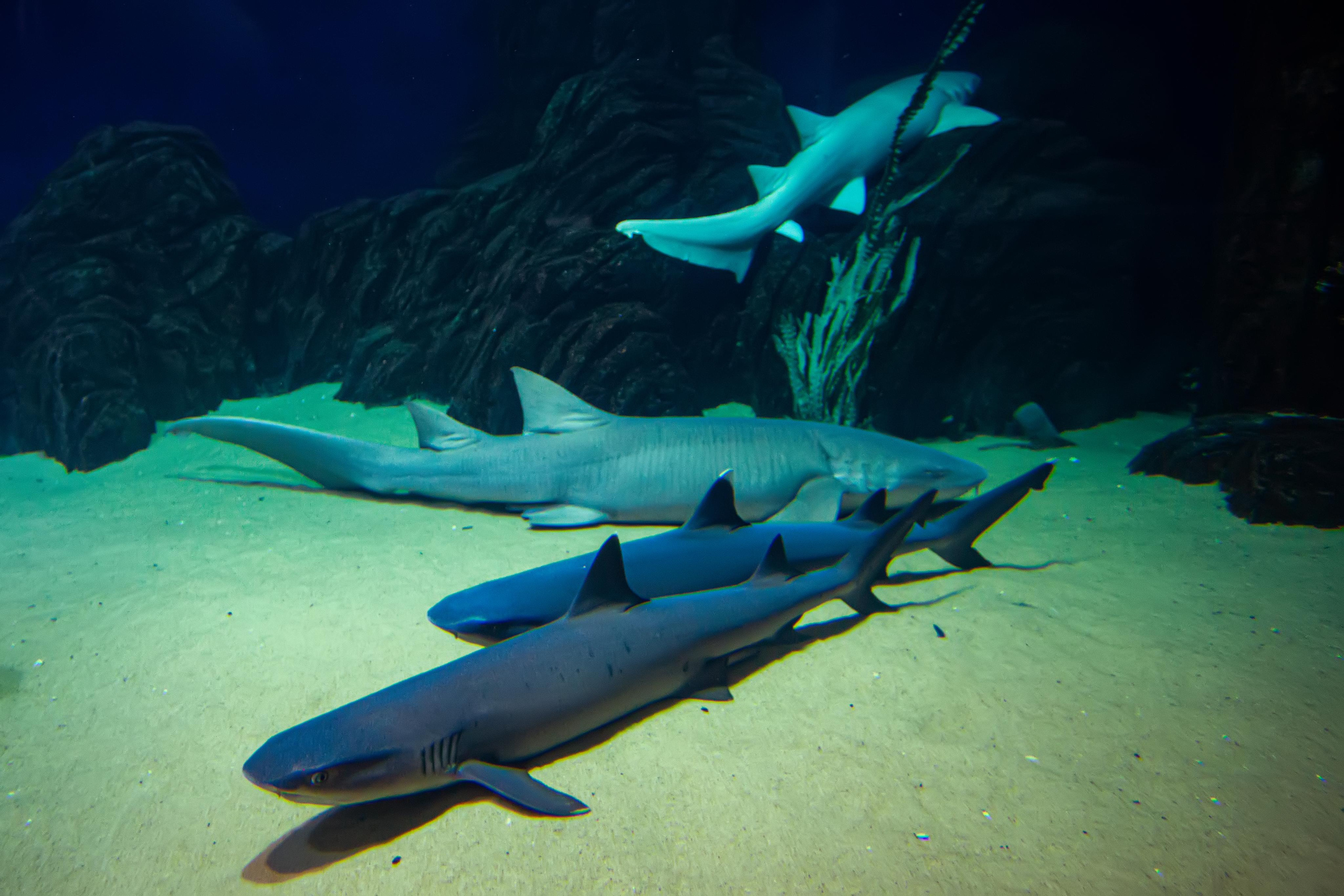 Океанариум «Sochi Discovery World Aquarium». Photographer Sonkina Tatiana (Tanya Ash)