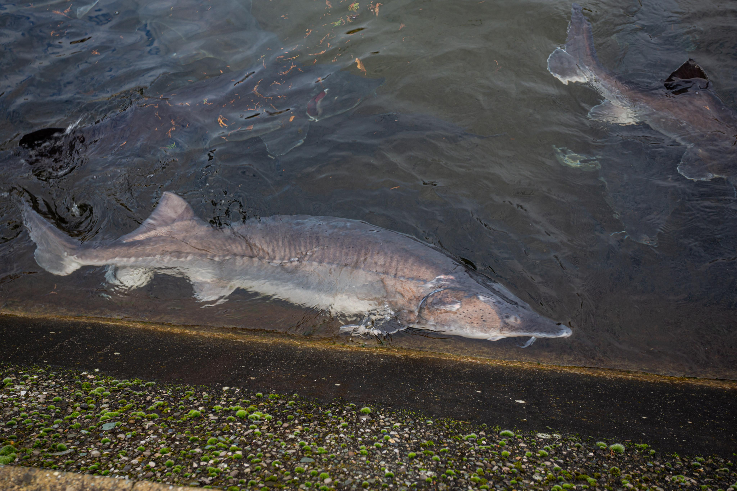 Форелевое хозяйство в Адлере. Photographer Sonkina Tatiana (Tanya Ash)