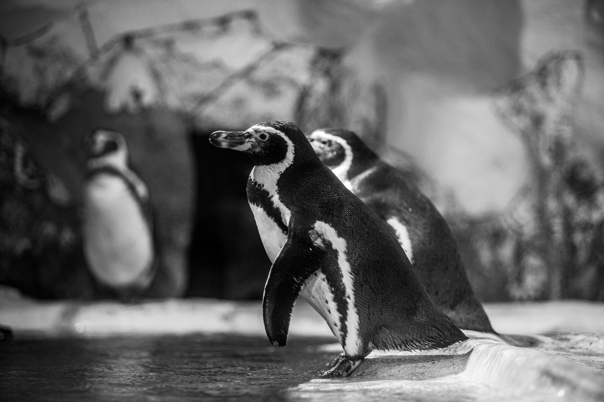 Пингвинарий «Ривьера». Photographer Sonkina Tatiana (Tanya Ash)