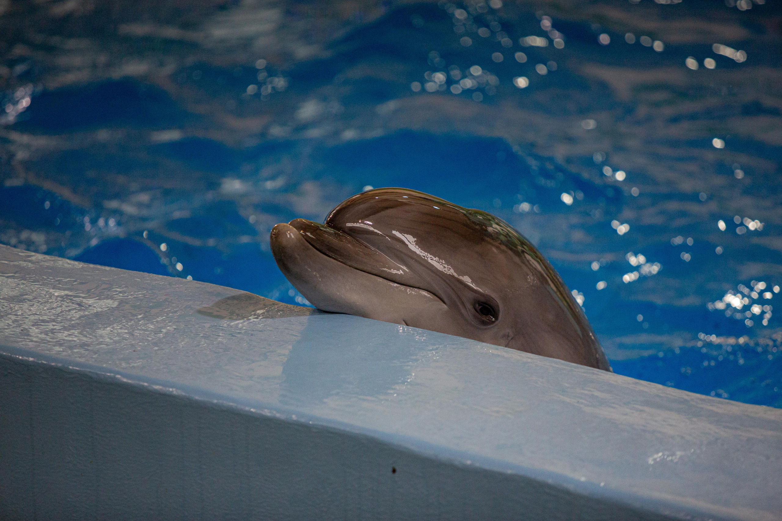 Dolphinarium “Riviera”. Photographer Sonkina Tatiana (Tanya Ash)