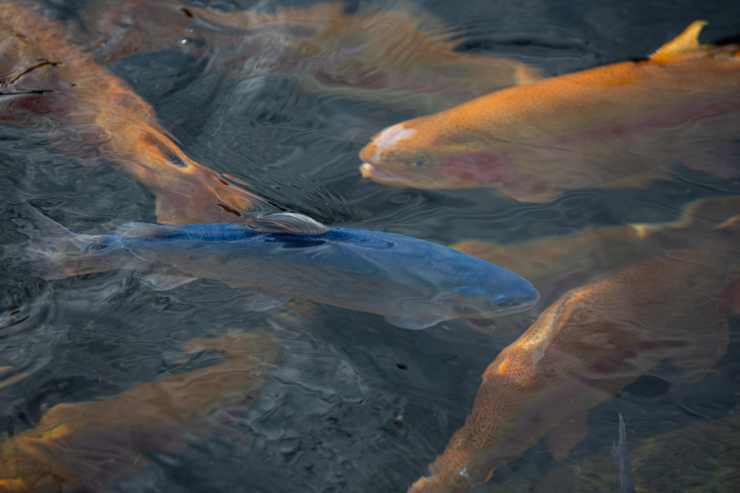 Форелевое хозяйство в Адлере. Photographer Sonkina Tatiana (Tanya Ash)