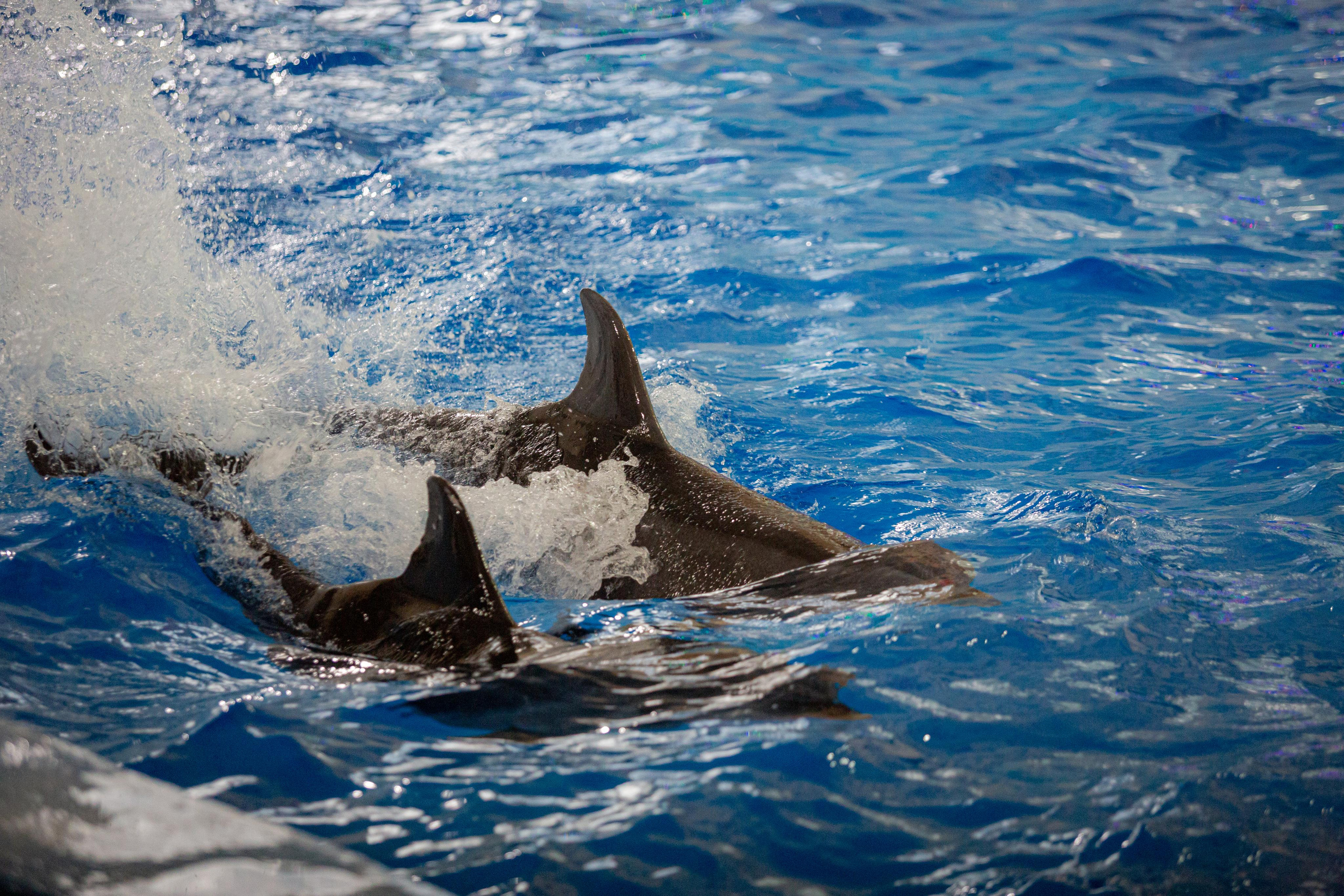 Dolphinarium “Riviera”. Photographer Sonkina Tatiana (Tanya Ash)