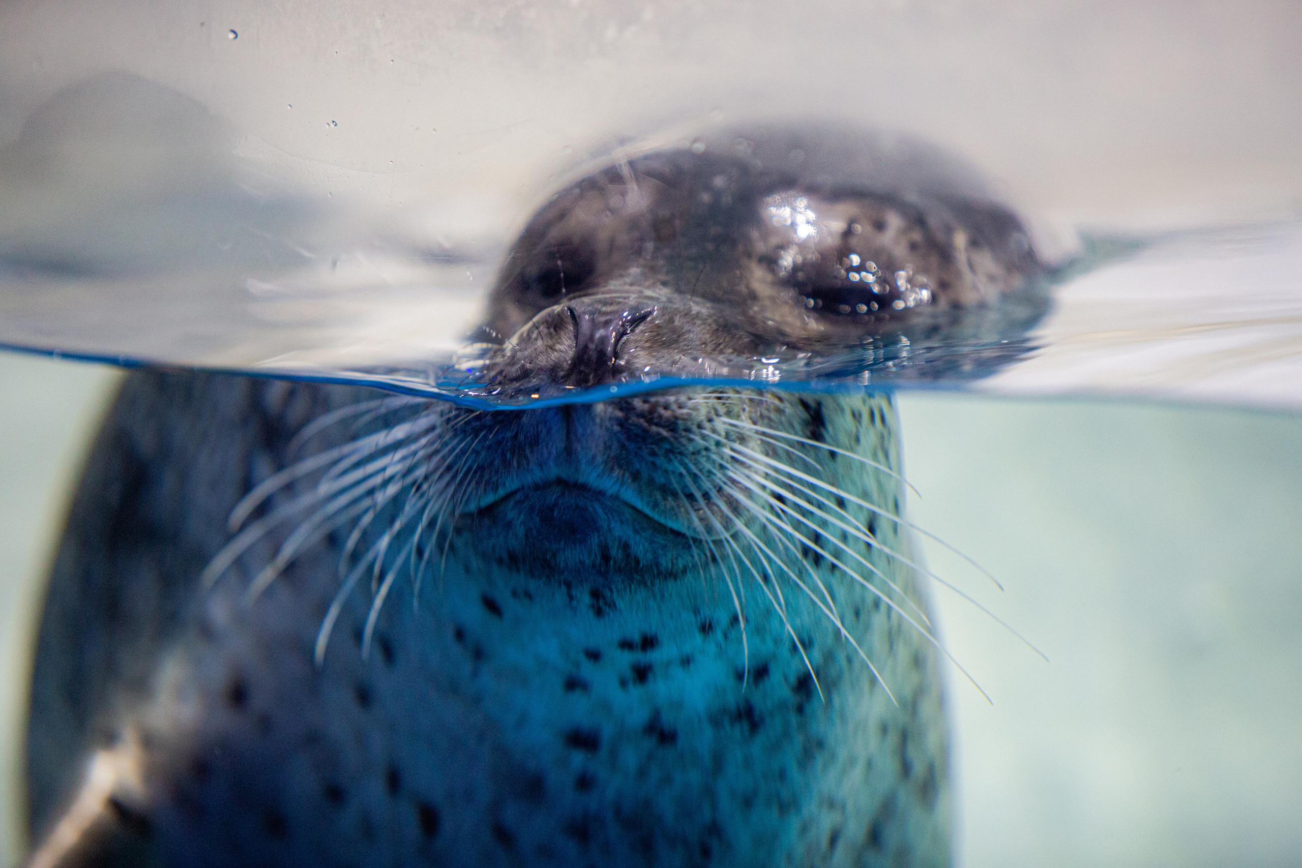 Пингвинарий «Ривьера». Photographer Sonkina Tatiana (Tanya Ash)