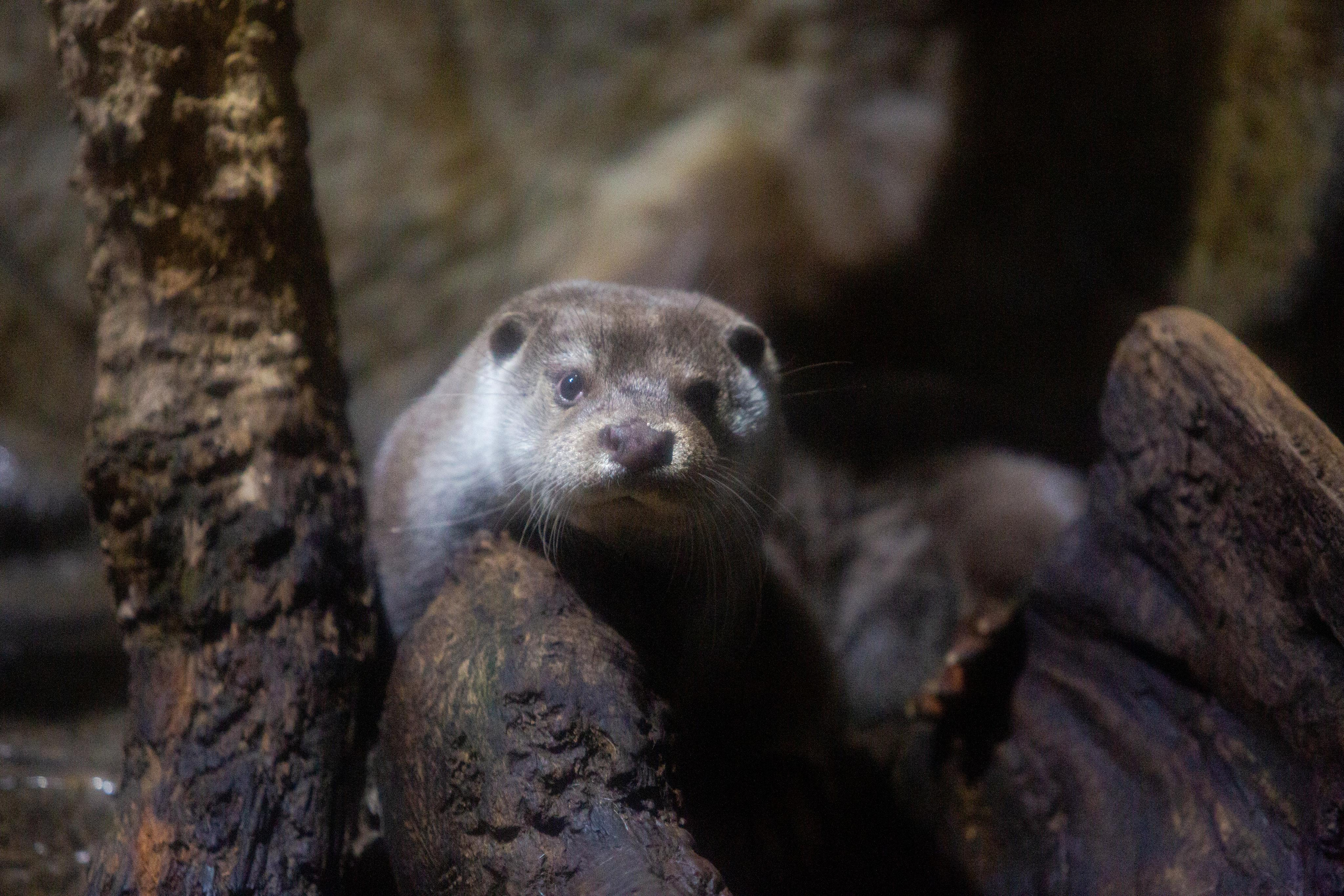Аквариум и Морской зоопарк. Photographer Sonkina Tatiana (Tanya Ash)