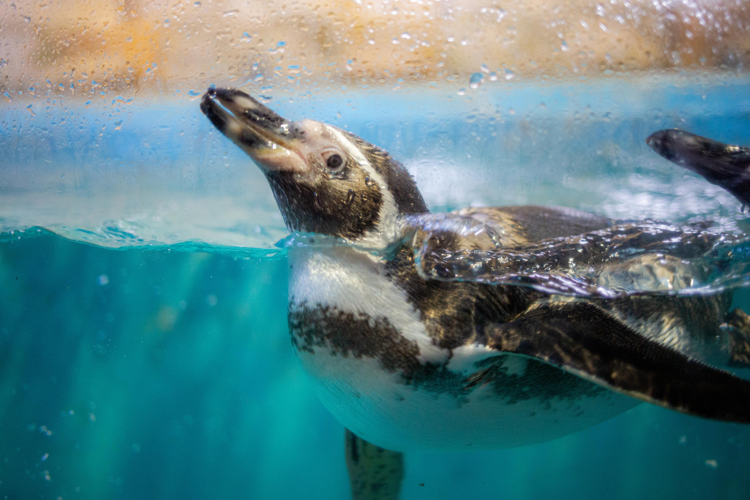 Аквариум и Морской зоопарк. Photographer Sonkina Tatiana (Tanya Ash)