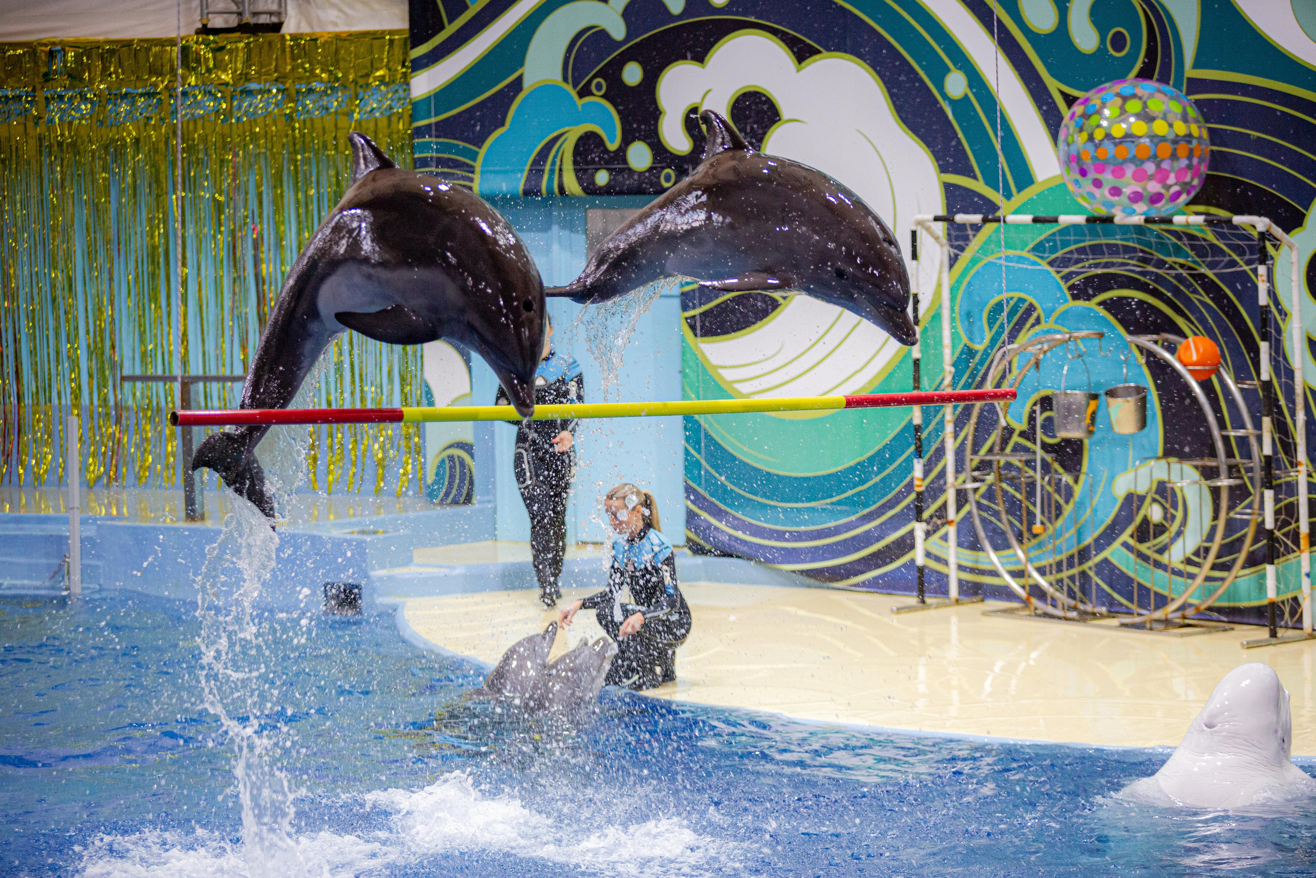 Dolphinarium “Riviera”. Photographer Sonkina Tatiana (Tanya Ash)