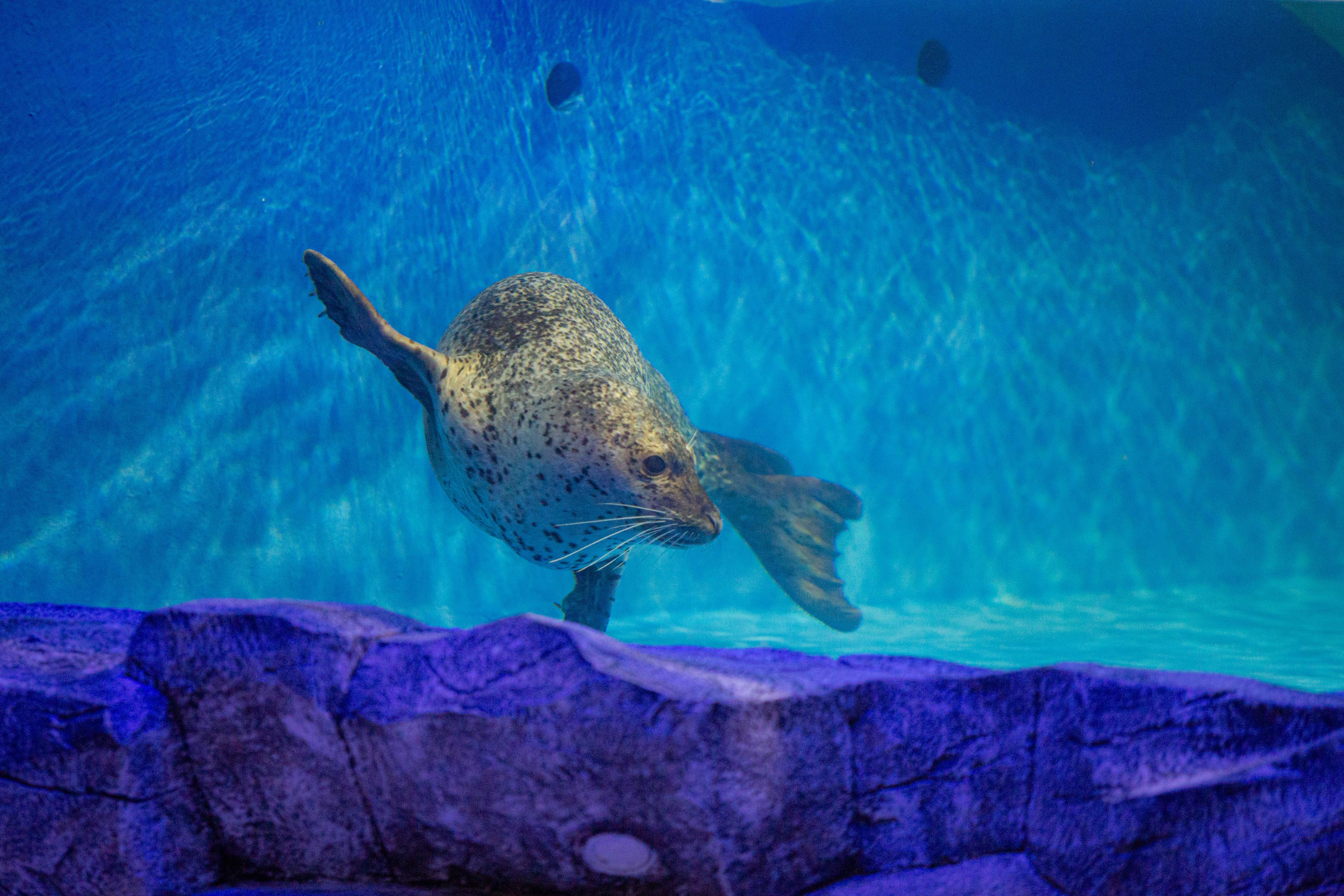 Пингвинарий «Ривьера». Photographer Sonkina Tatiana (Tanya Ash)