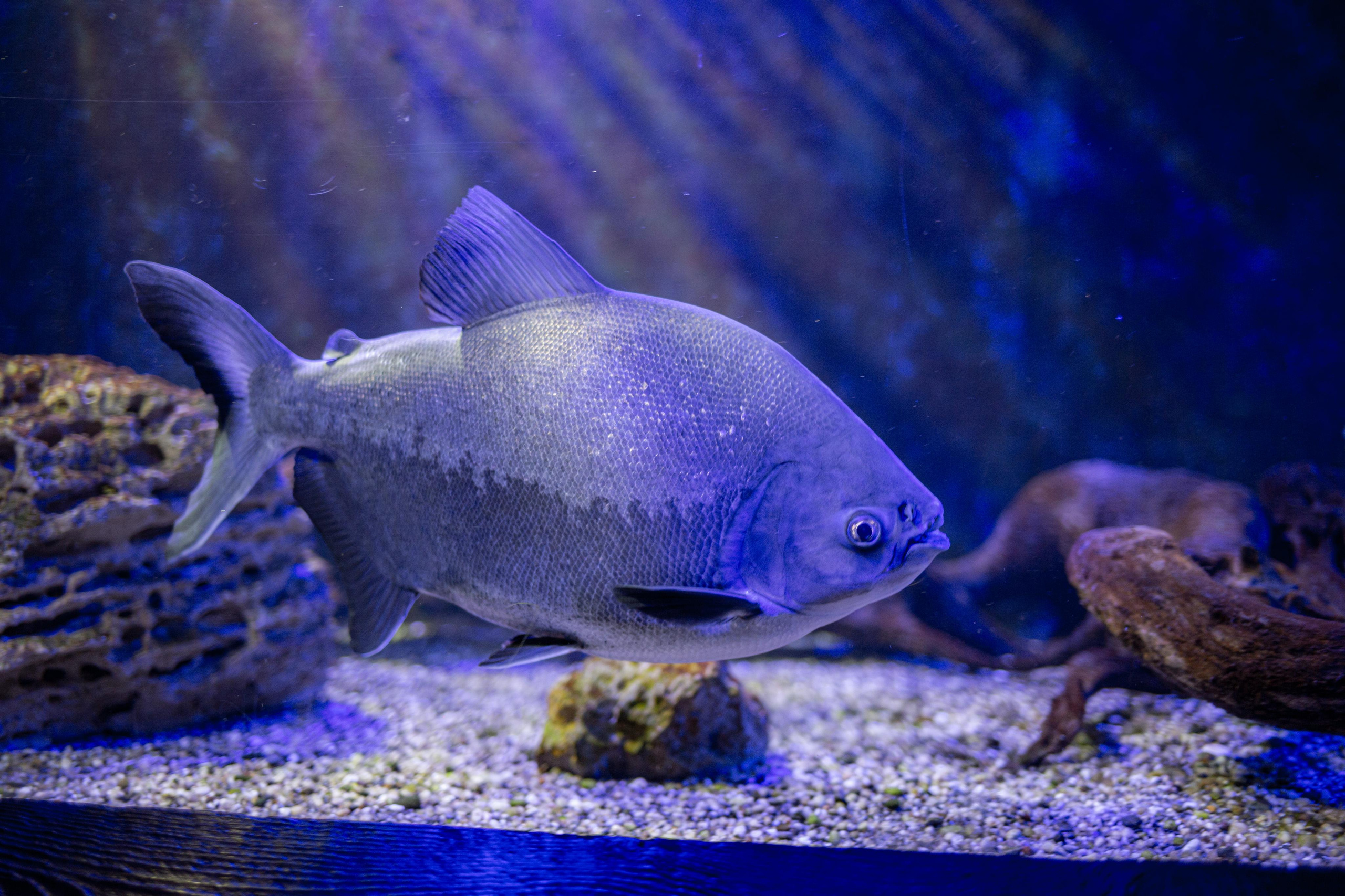 Аквариум и Морской зоопарк. Photographer Sonkina Tatiana (Tanya Ash)