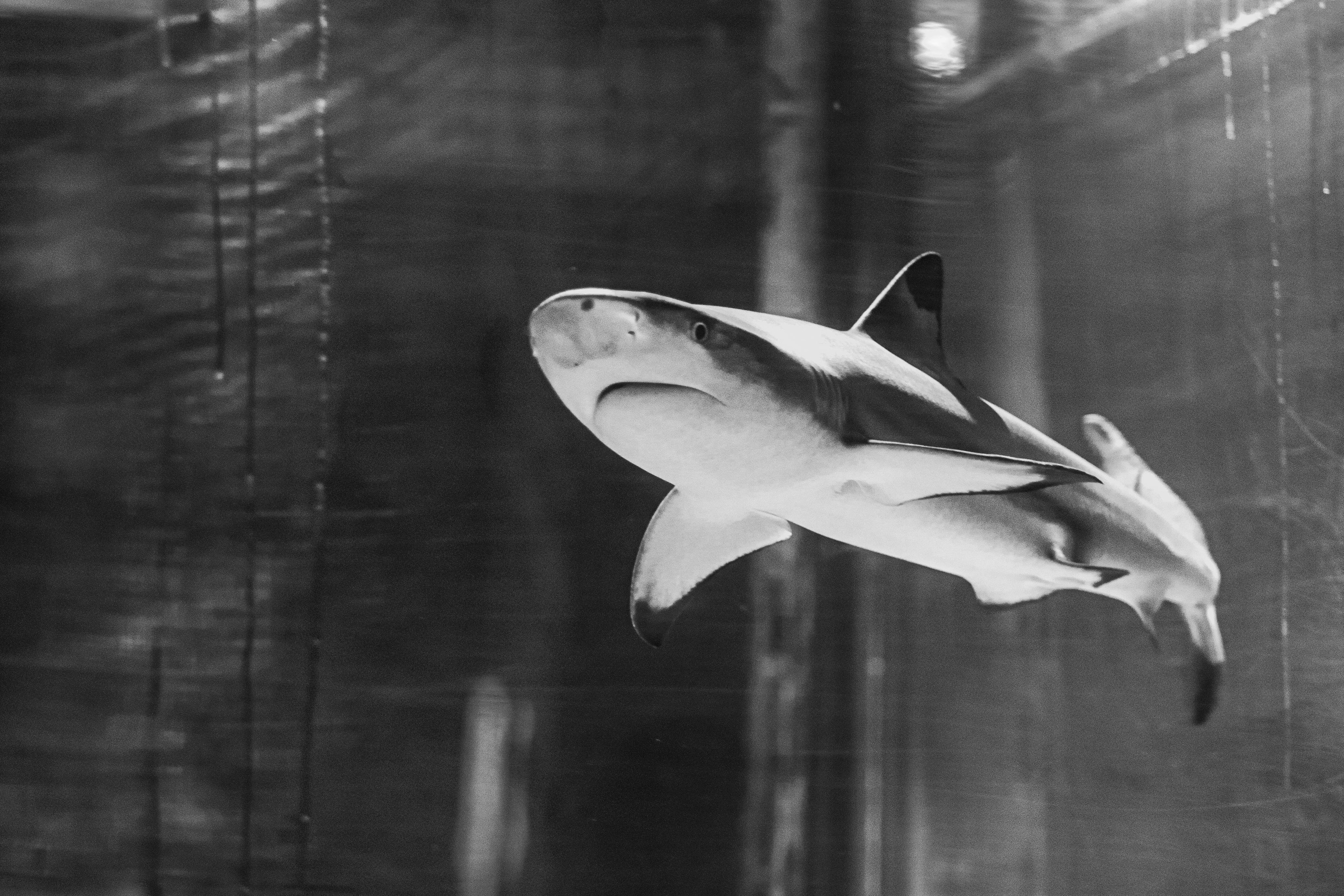 Аквариум и Морской зоопарк. Photographer Sonkina Tatiana (Tanya Ash)