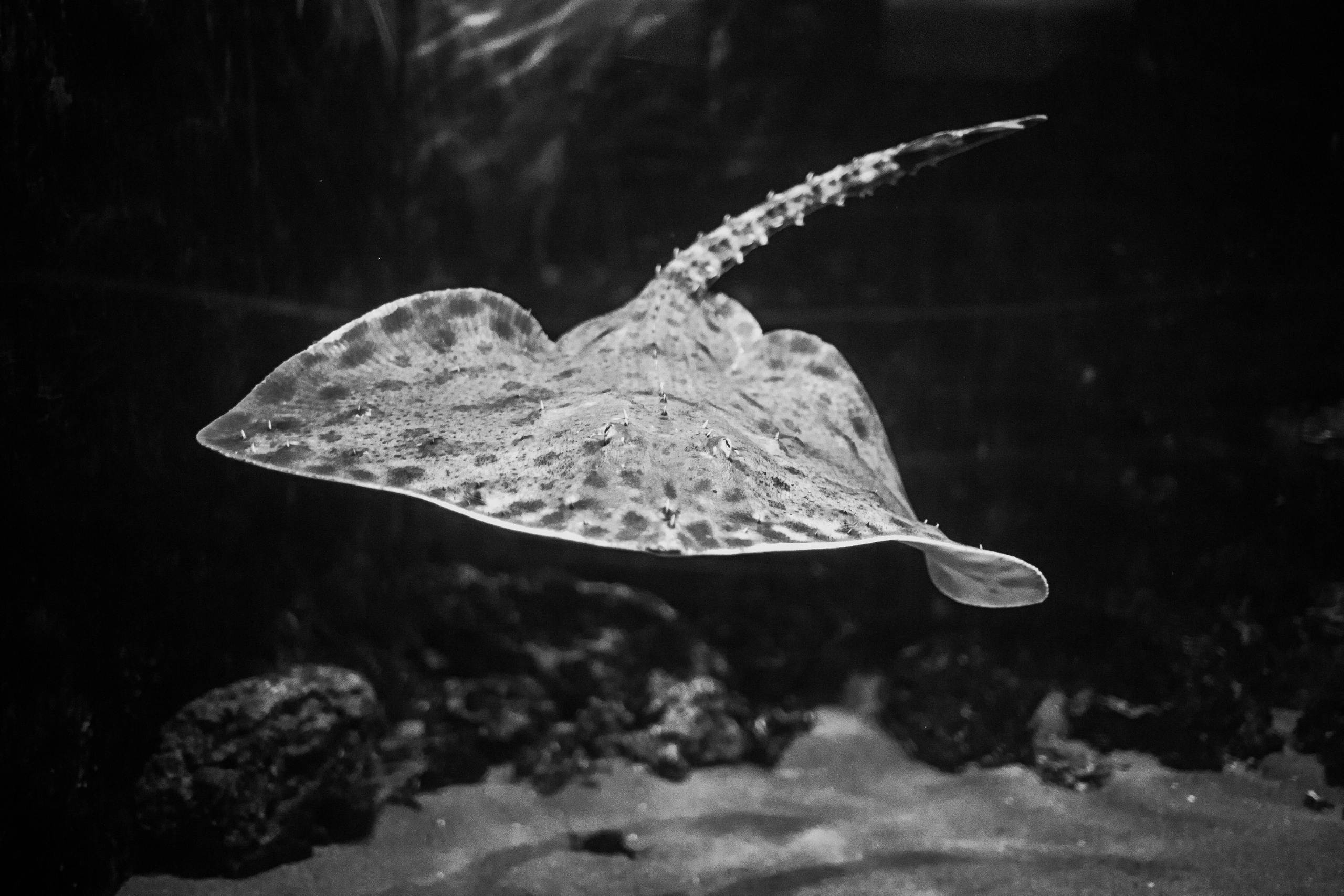 Аквариум и Морской зоопарк. Photographer Sonkina Tatiana (Tanya Ash)