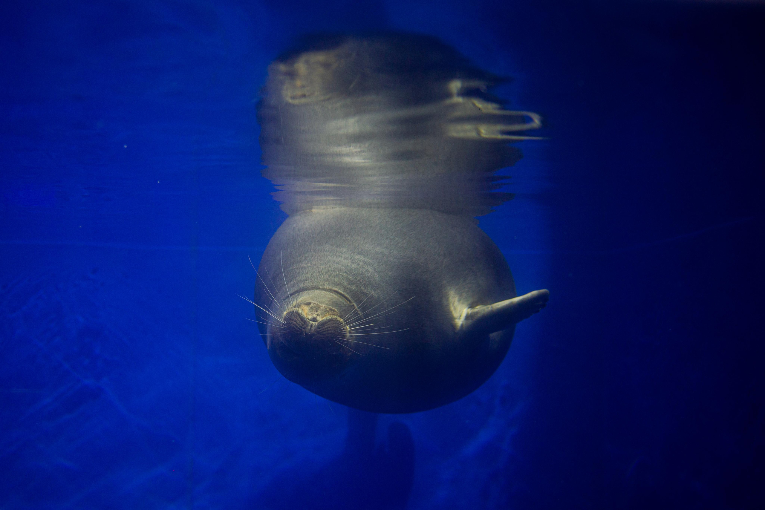 Аквариум и Морской зоопарк. Photographer Sonkina Tatiana (Tanya Ash)