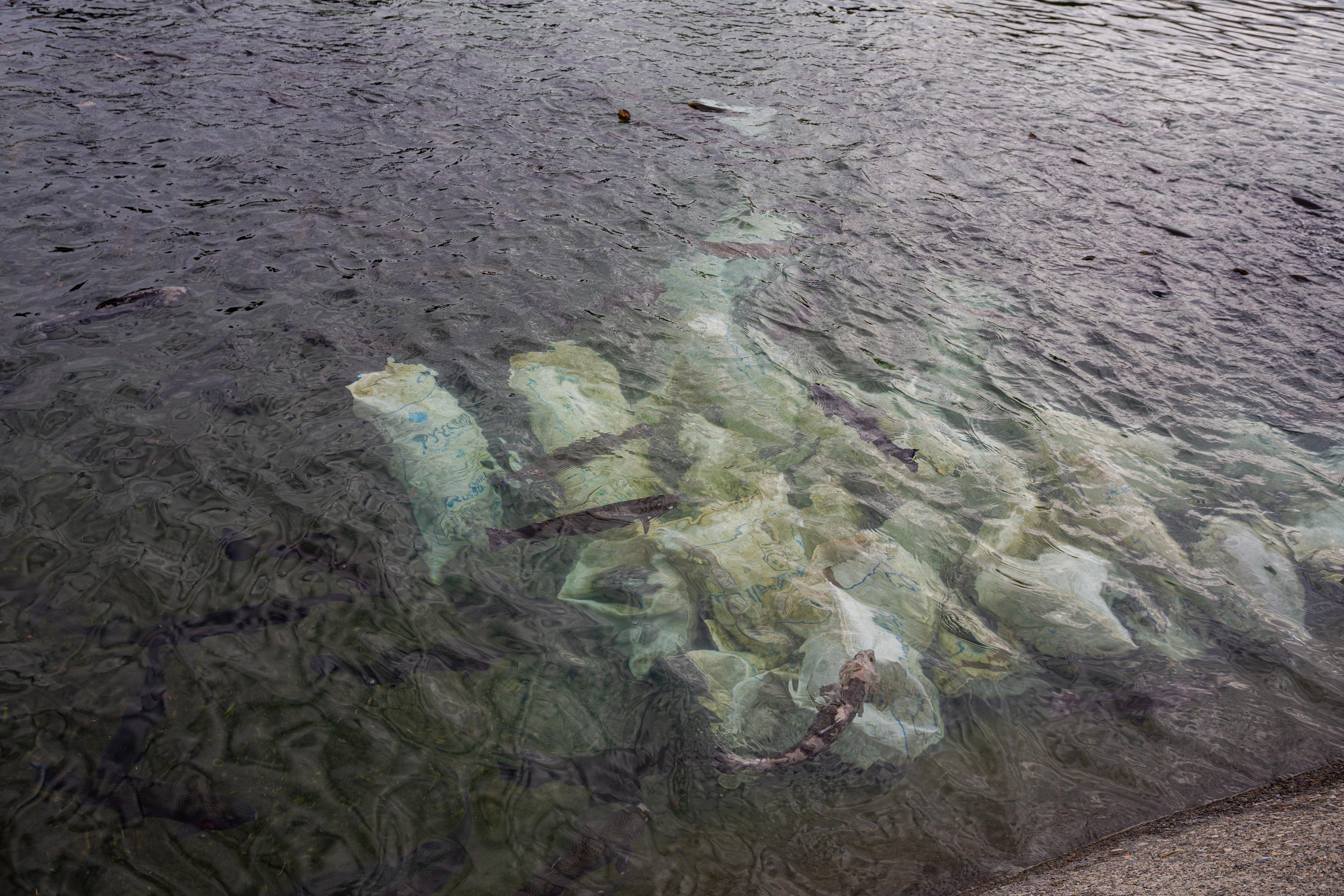 Форелевое хозяйство в Адлере. Photographer Sonkina Tatiana (Tanya Ash)