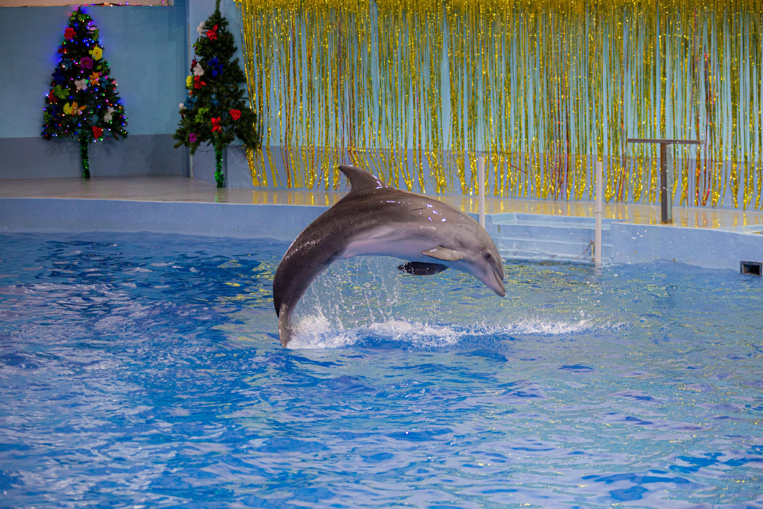 Dolphinarium “Riviera”. Photographer Sonkina Tatiana (Tanya Ash)