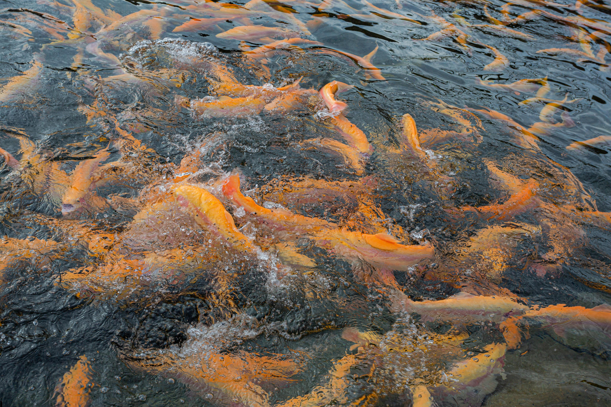 Форелевое хозяйство в Адлере. Photographer Sonkina Tatiana (Tanya Ash)