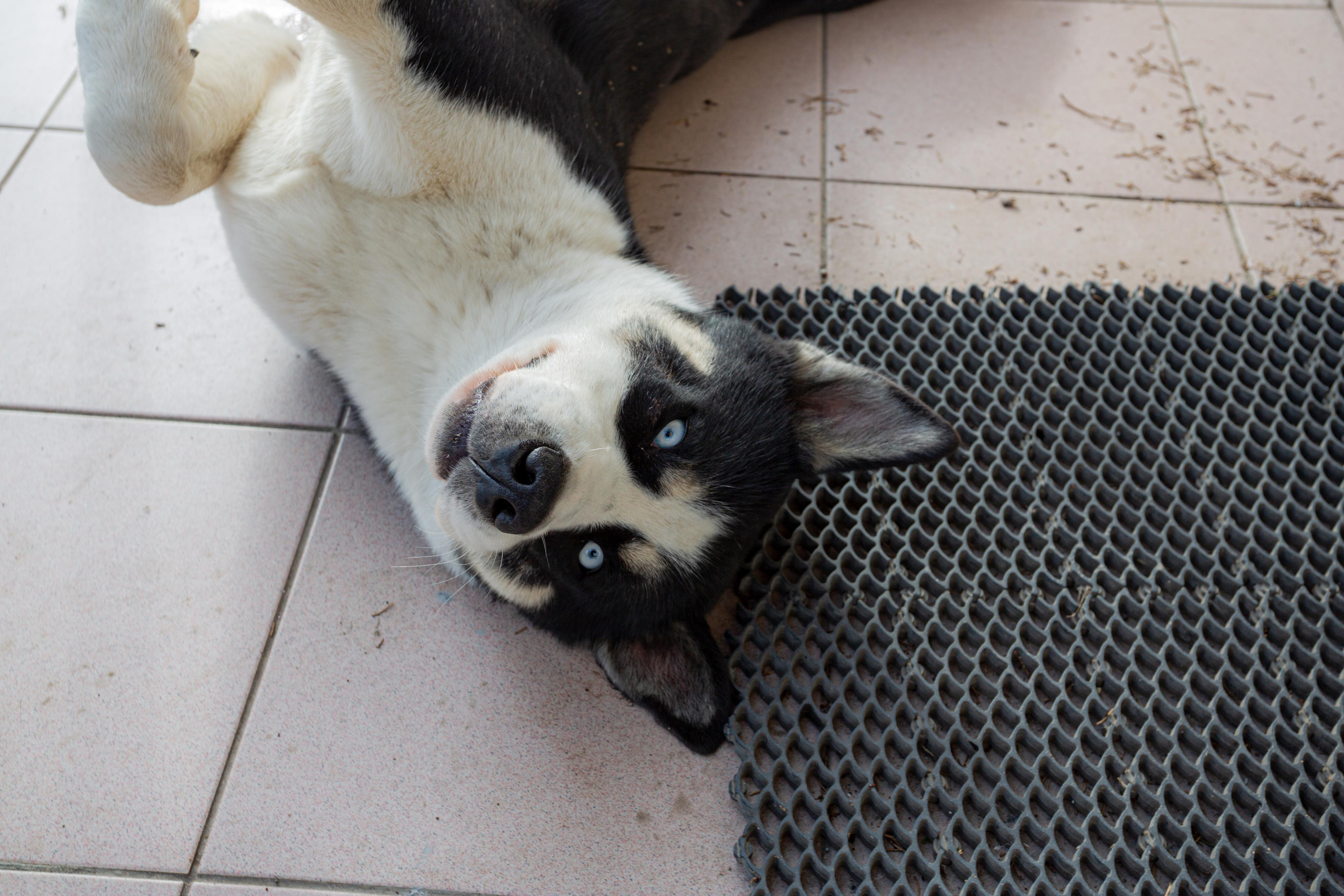 Dogs. Photographer Sonkina Tatiana (Tanya Ash)