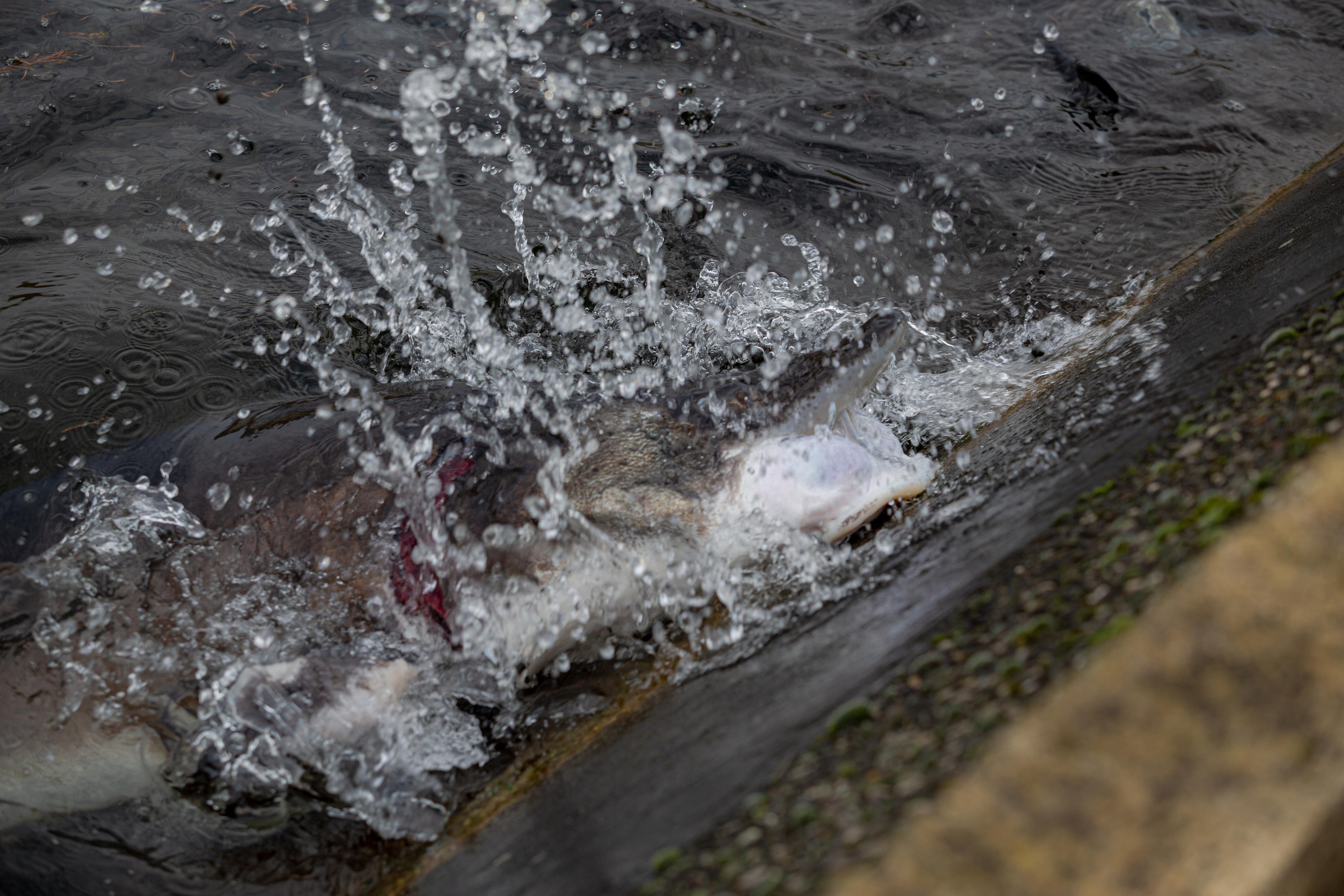 Форелевое хозяйство в Адлере. Photographer Sonkina Tatiana (Tanya Ash)