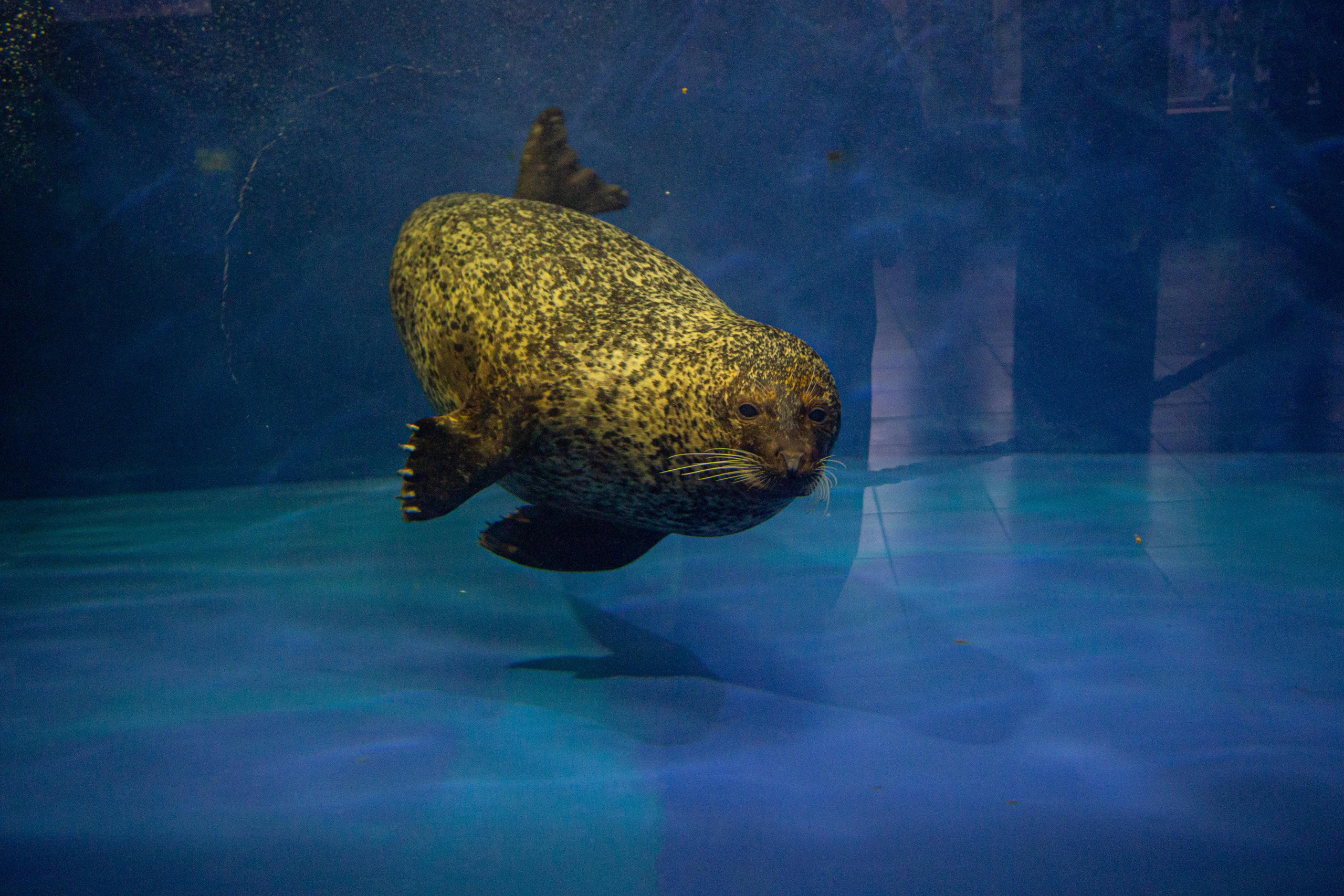 Аквариум и Морской зоопарк. Photographer Sonkina Tatiana (Tanya Ash)