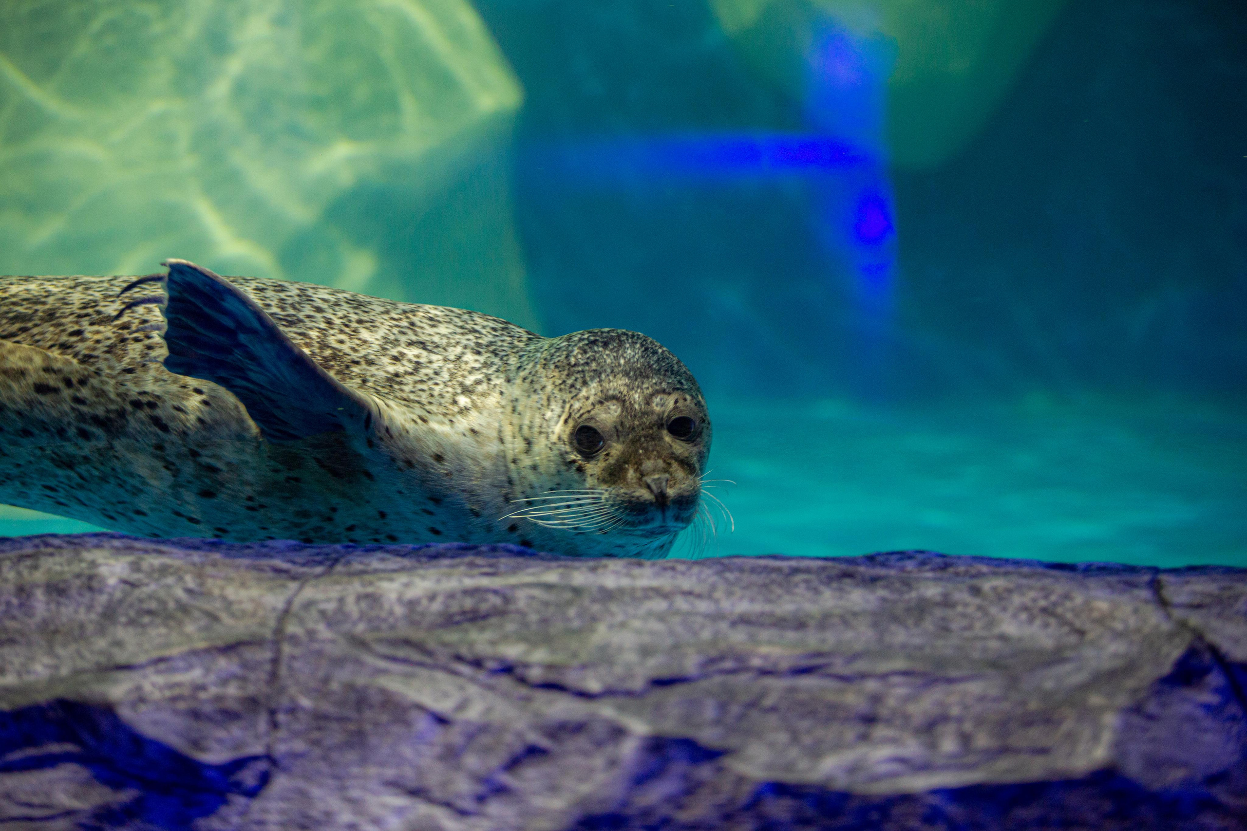 Пингвинарий «Ривьера». Photographer Sonkina Tatiana (Tanya Ash)