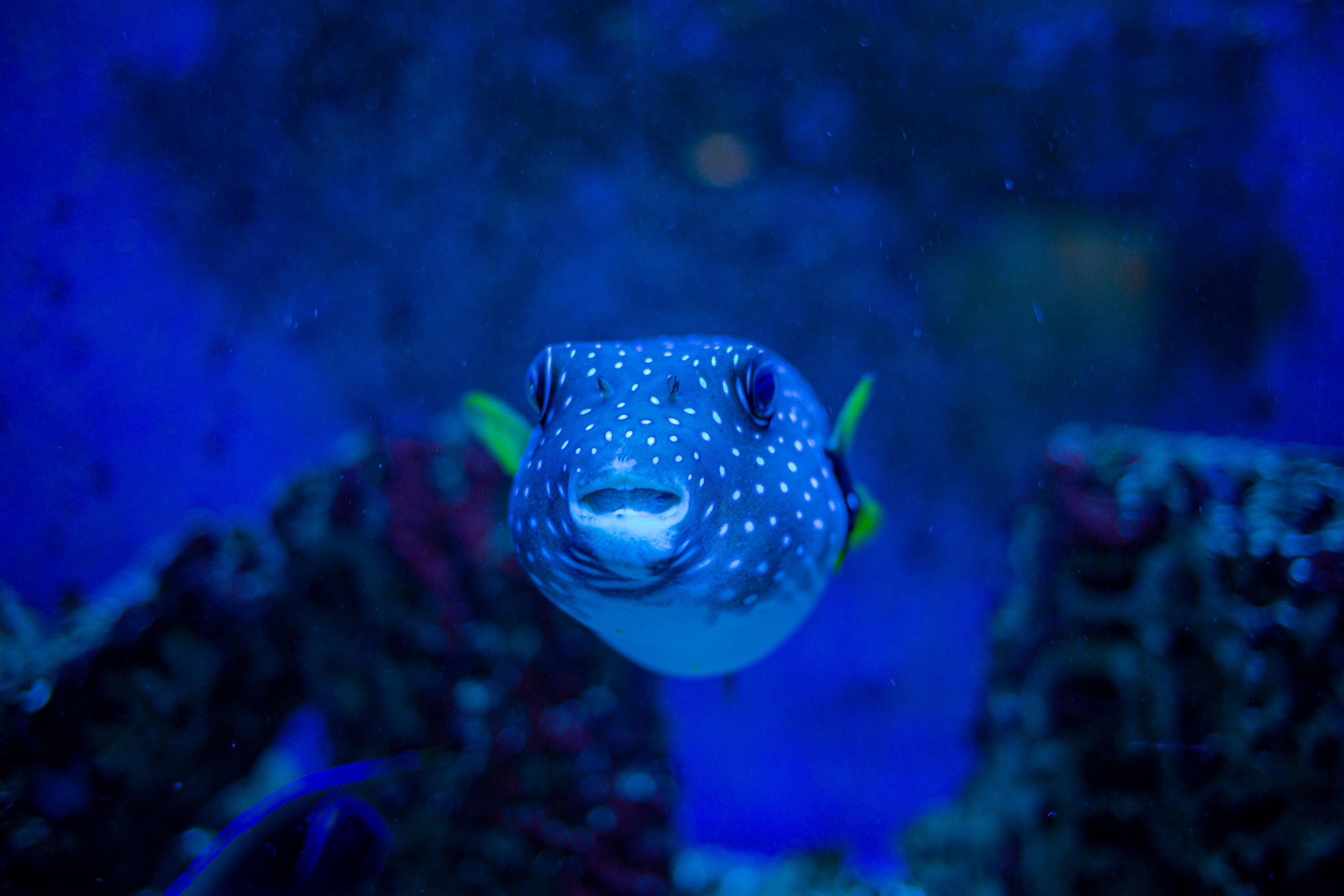 Аквариум и Морской зоопарк. Photographer Sonkina Tatiana (Tanya Ash)