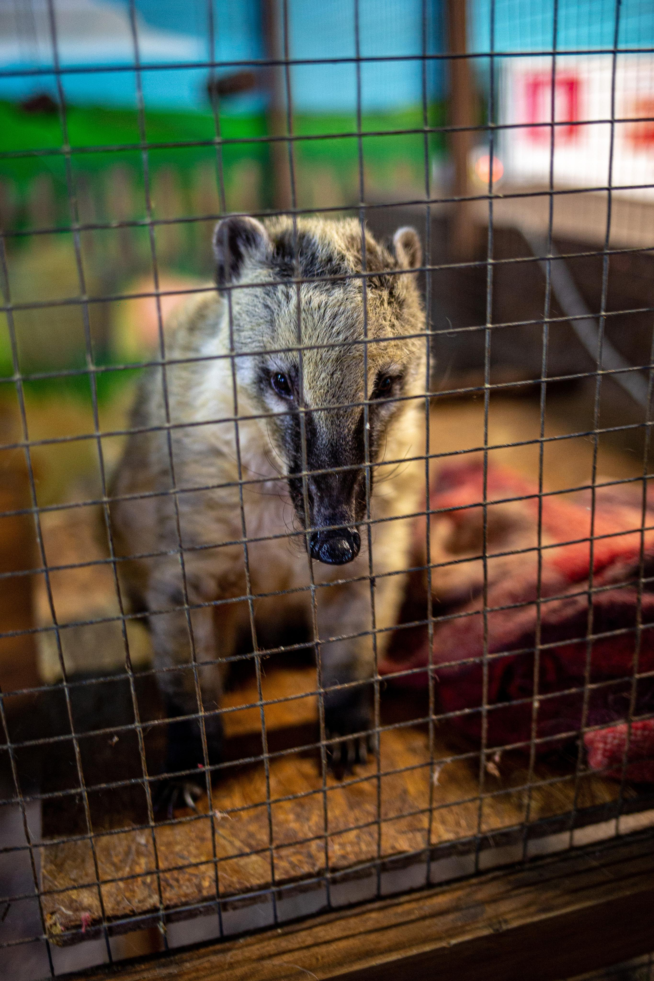 Трогательный Зоопарк. Photographer Sonkina Tatiana (Tanya Ash)