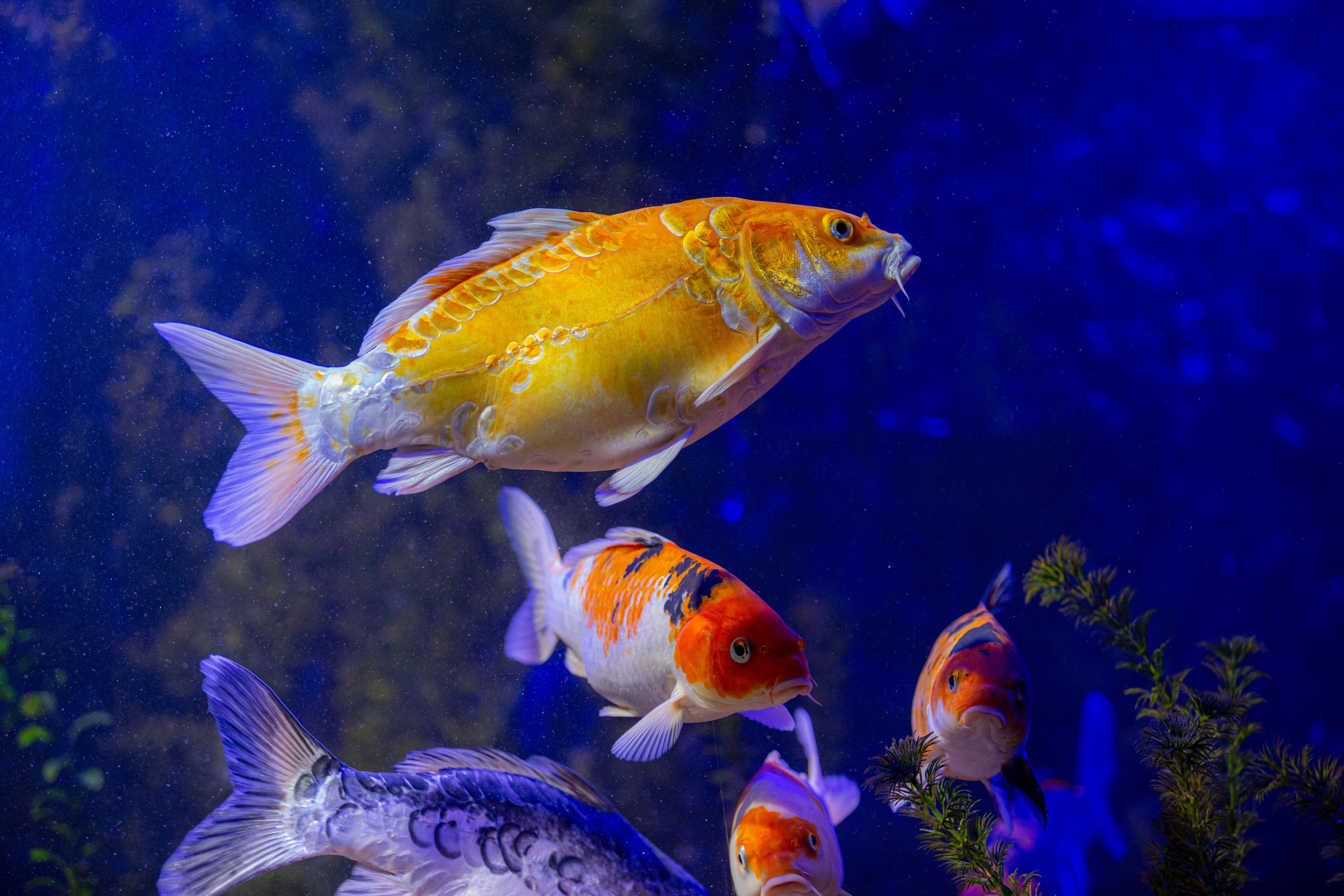 Аквариум и Морской зоопарк. Photographer Sonkina Tatiana (Tanya Ash)