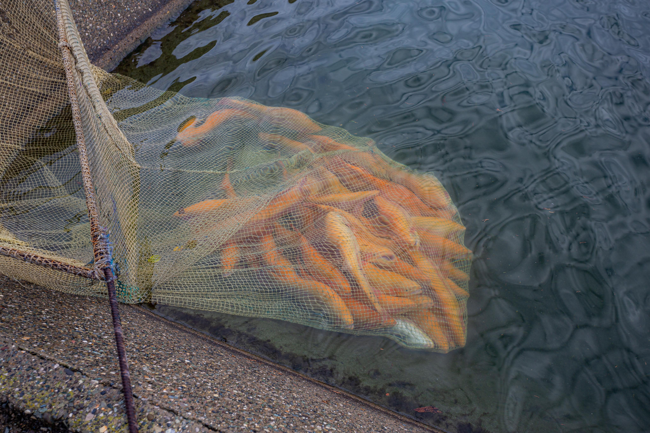 Форелевое хозяйство в Адлере. Photographer Sonkina Tatiana (Tanya Ash)