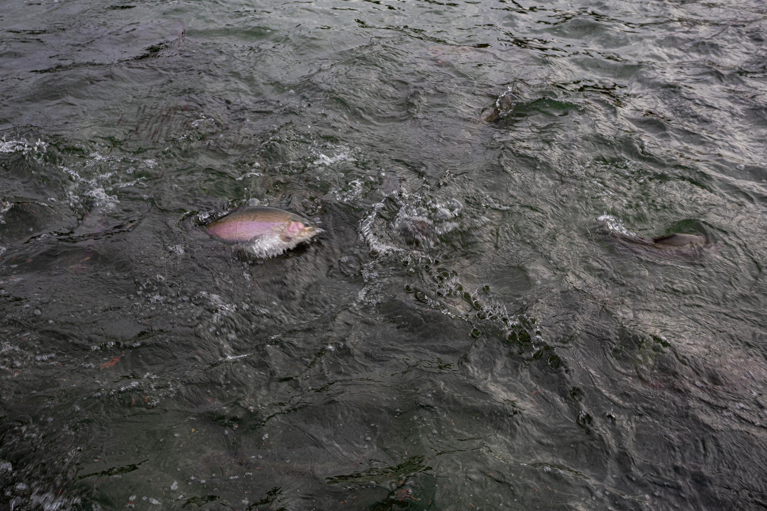 Форелевое хозяйство в Адлере. Photographer Sonkina Tatiana (Tanya Ash)