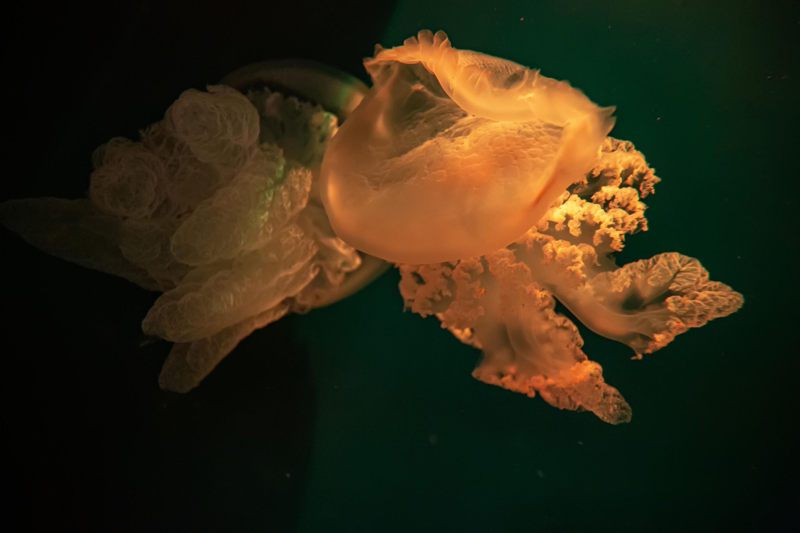 Океанариум «Sochi Discovery World Aquarium». Photographer Sonkina Tatiana (Tanya Ash)