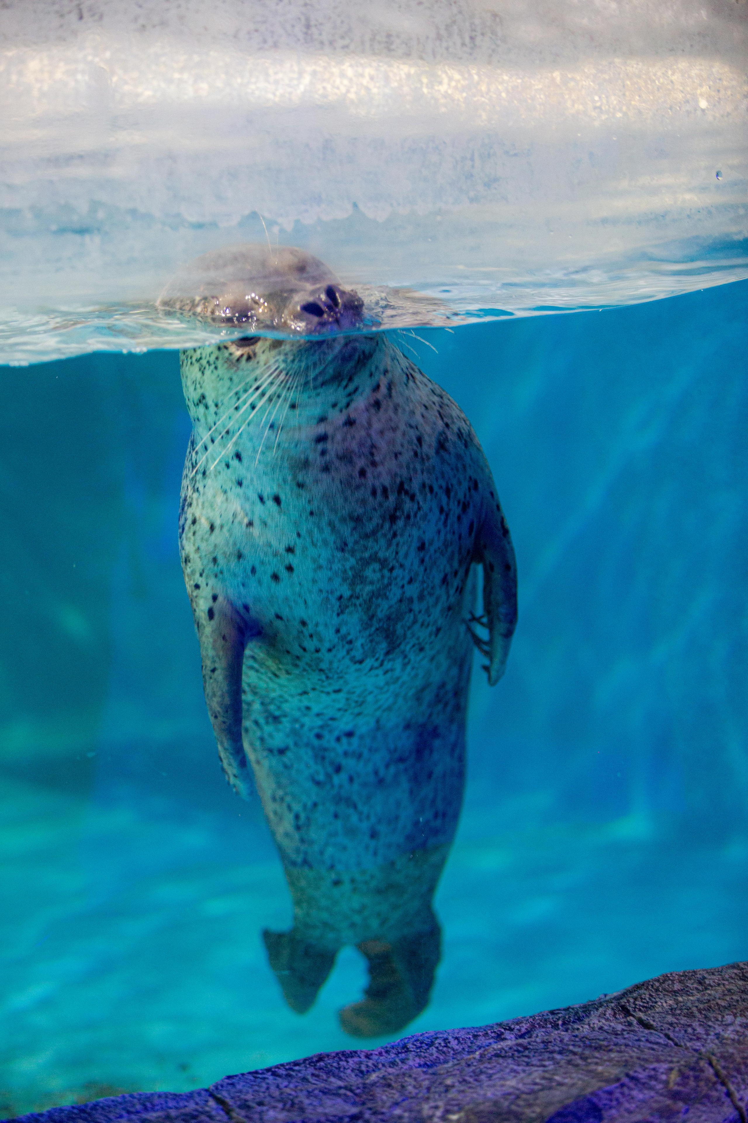 Пингвинарий «Ривьера». Photographer Sonkina Tatiana (Tanya Ash)