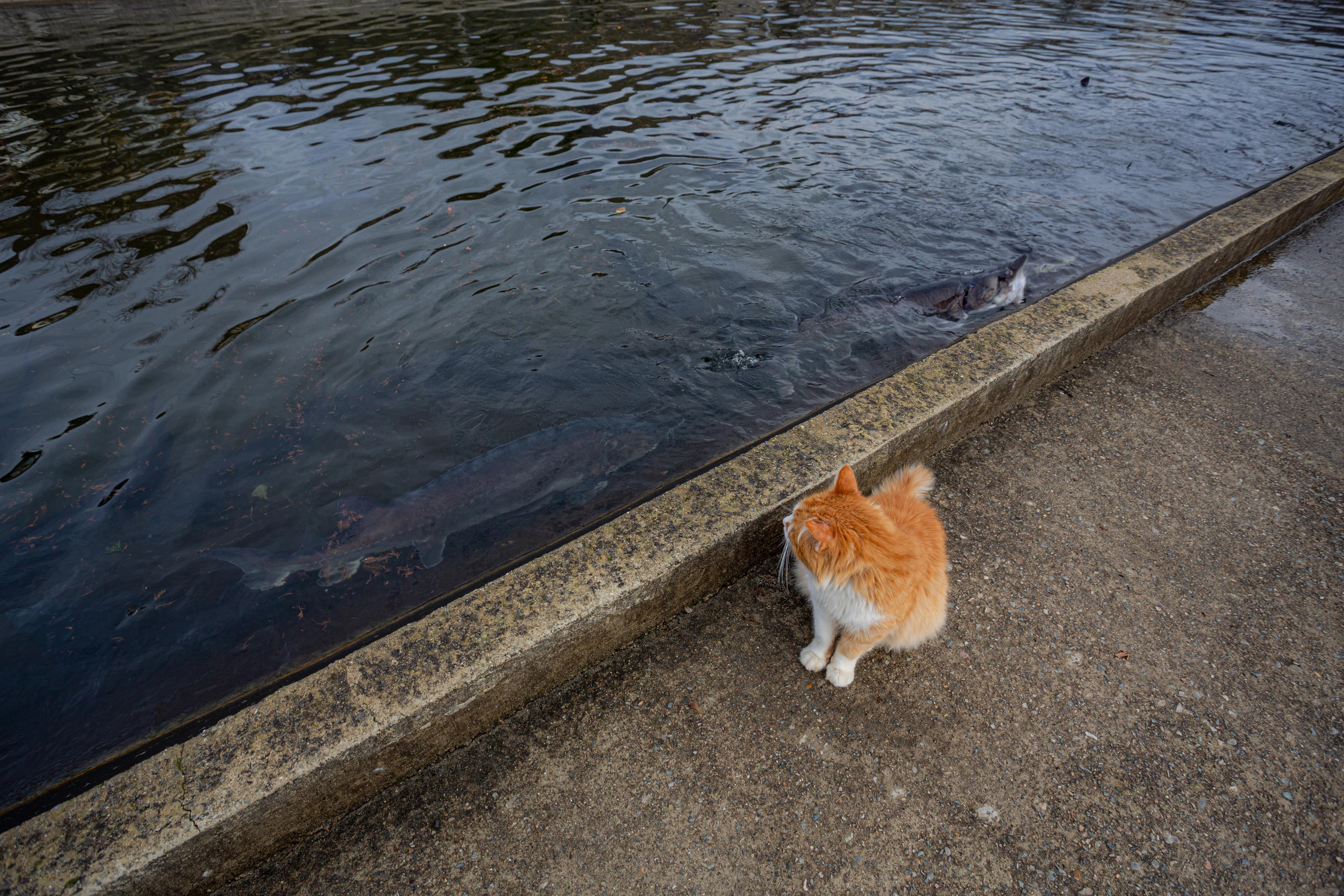 Форелевое хозяйство в Адлере. Photographer Sonkina Tatiana (Tanya Ash)