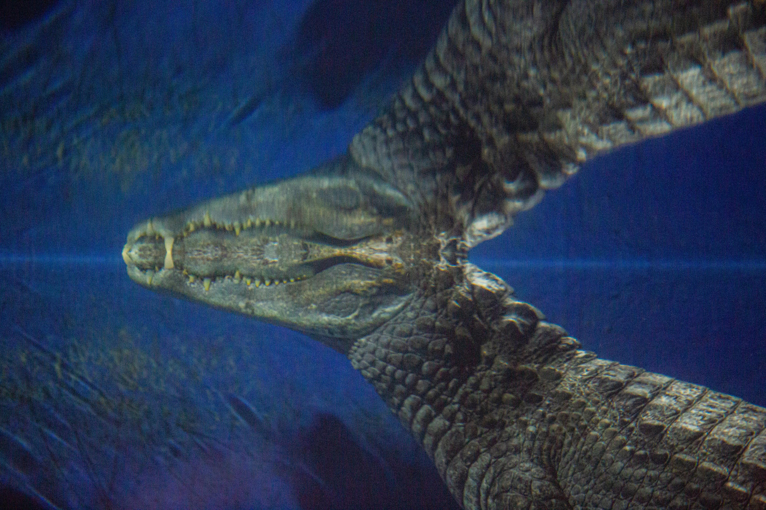 Аквариум и Морской зоопарк. Photographer Sonkina Tatiana (Tanya Ash)