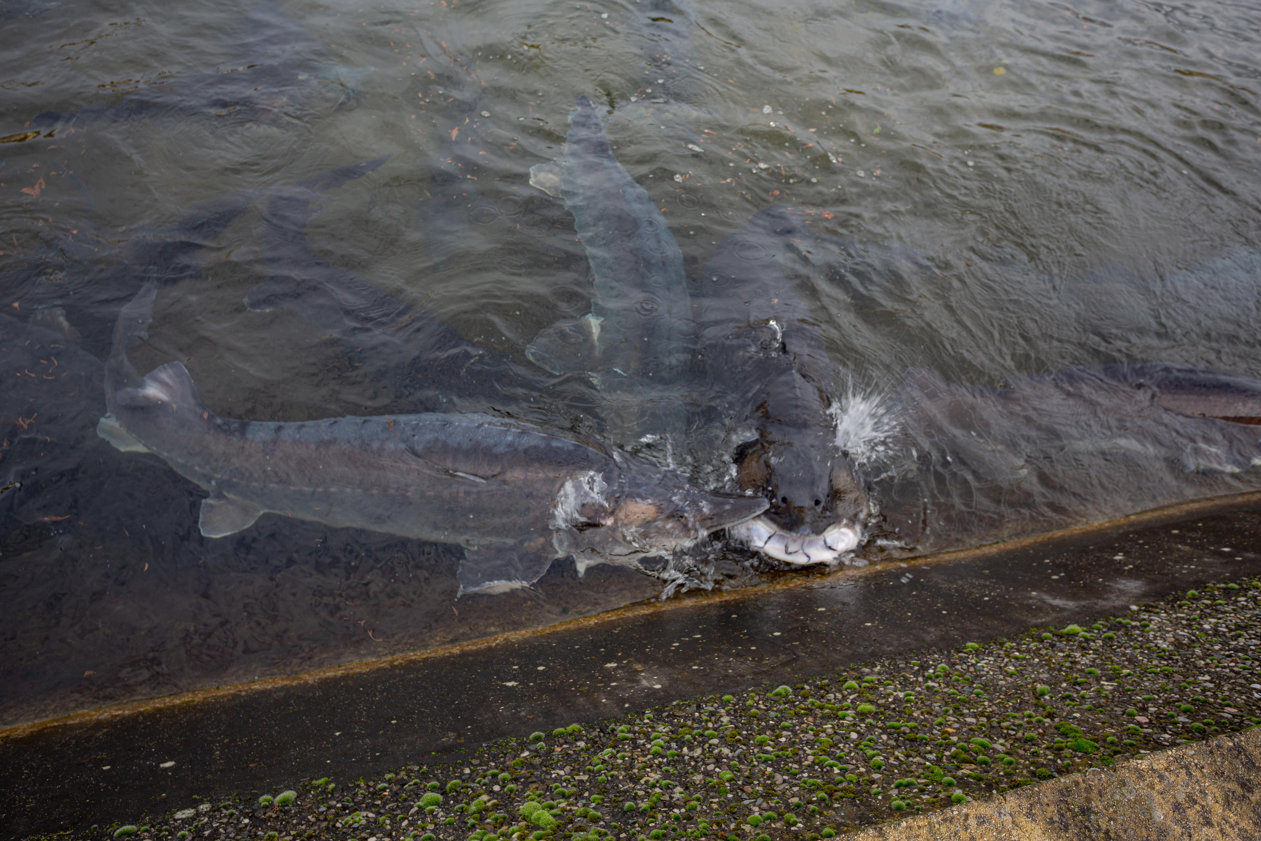 Форелевое хозяйство в Адлере. Photographer Sonkina Tatiana (Tanya Ash)