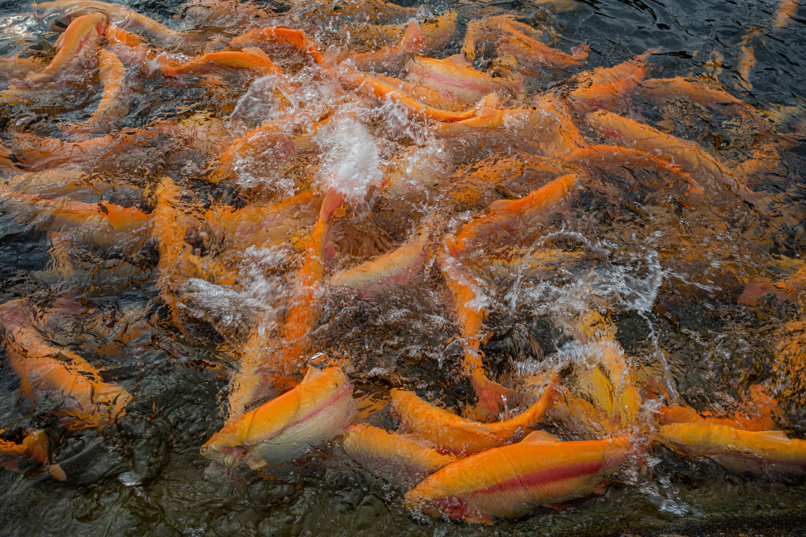 Форелевое хозяйство в Адлере. Photographer Sonkina Tatiana (Tanya Ash)