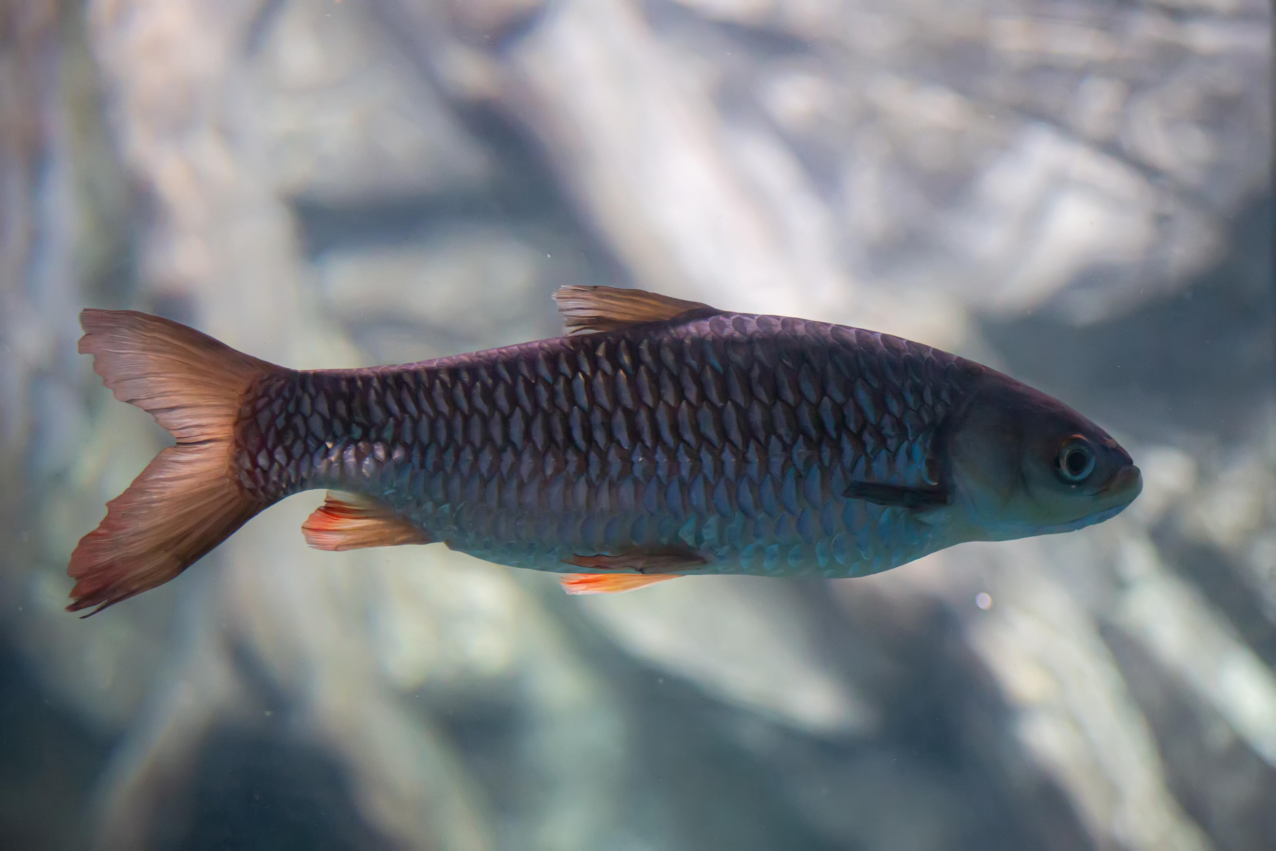 Аквариум и Морской зоопарк. Photographer Sonkina Tatiana (Tanya Ash)