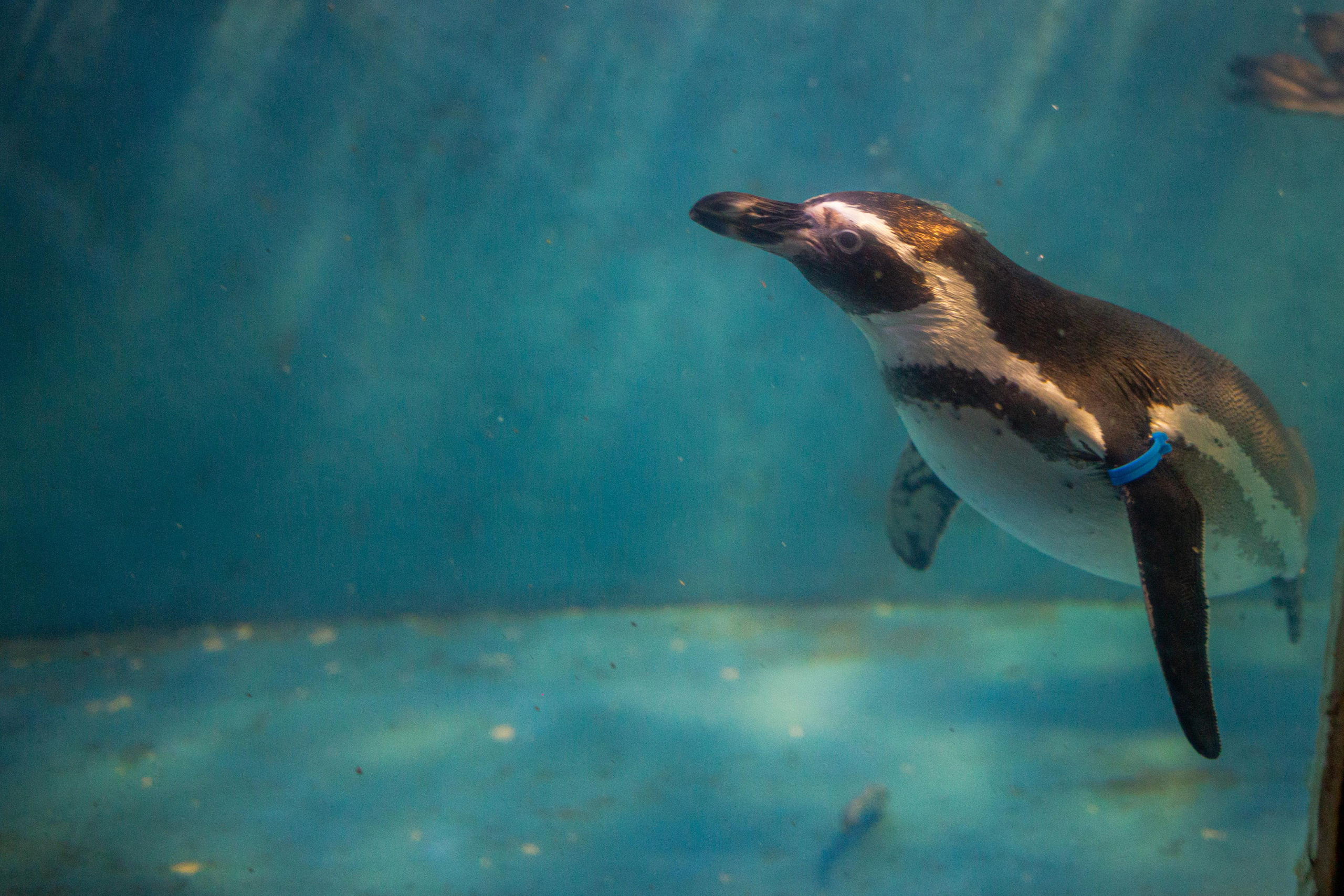 Аквариум и Морской зоопарк. Photographer Sonkina Tatiana (Tanya Ash)