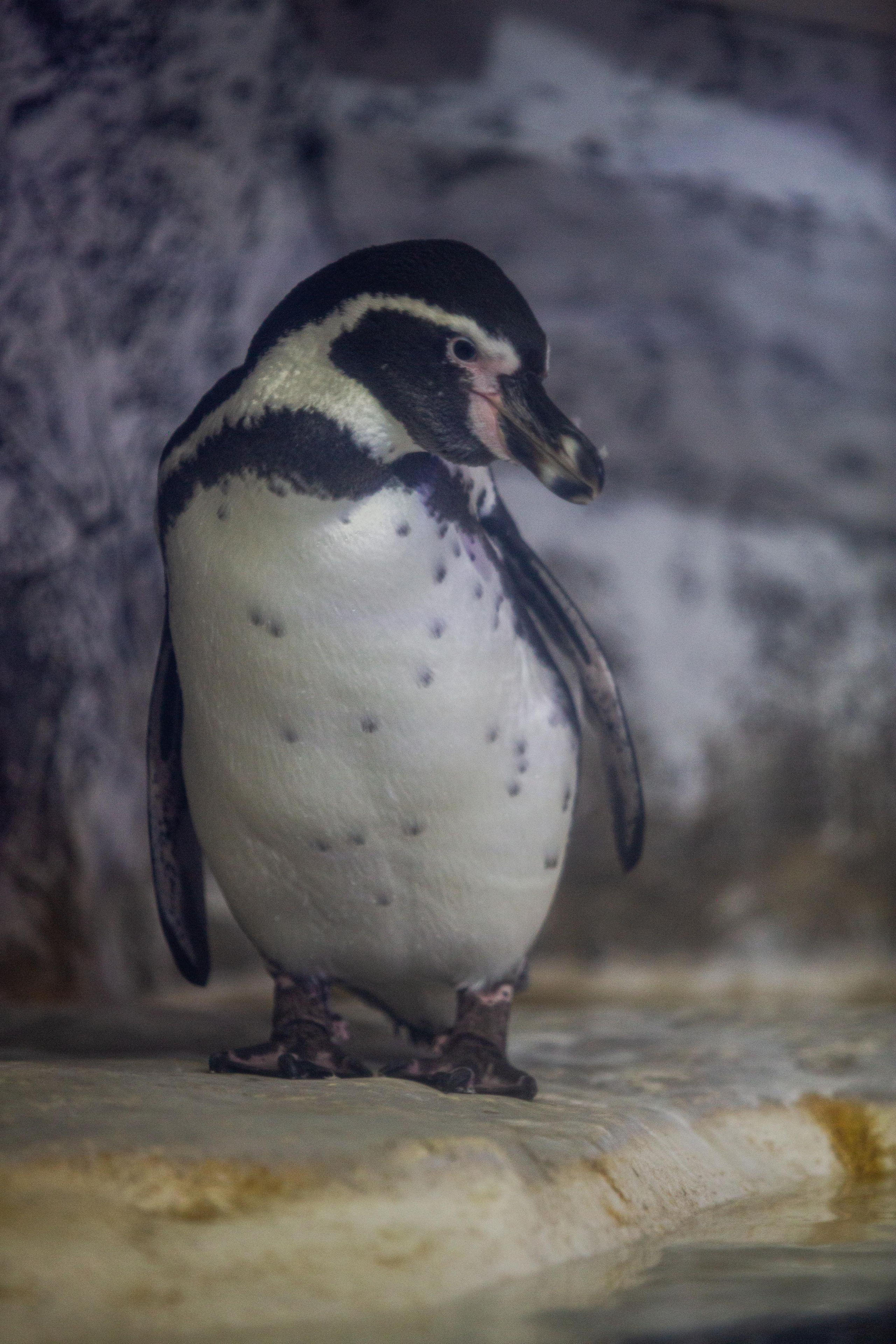 Пингвинарий «Ривьера». Photographer Sonkina Tatiana (Tanya Ash)
