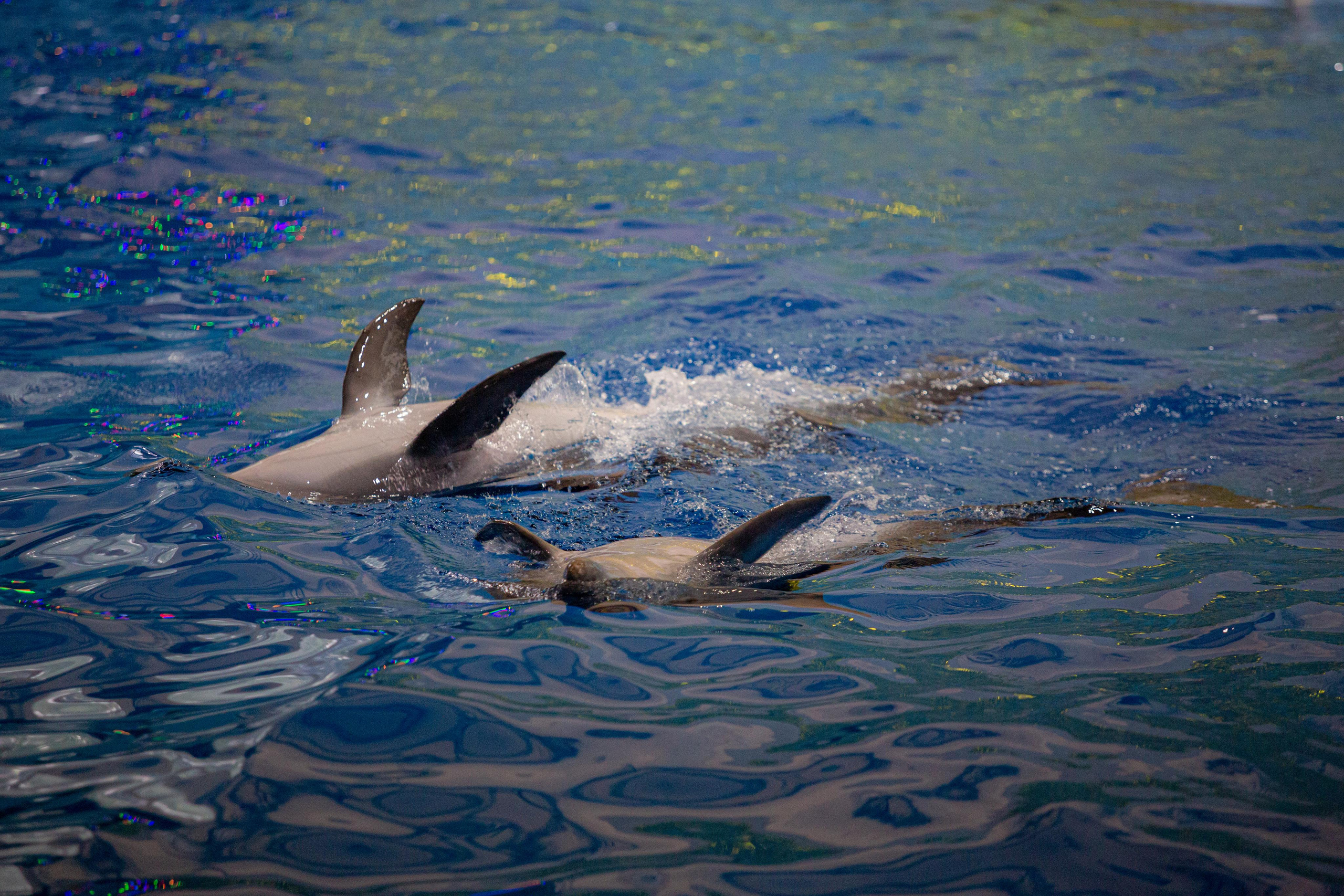 Dolphinarium “Riviera”. Photographer Sonkina Tatiana (Tanya Ash)