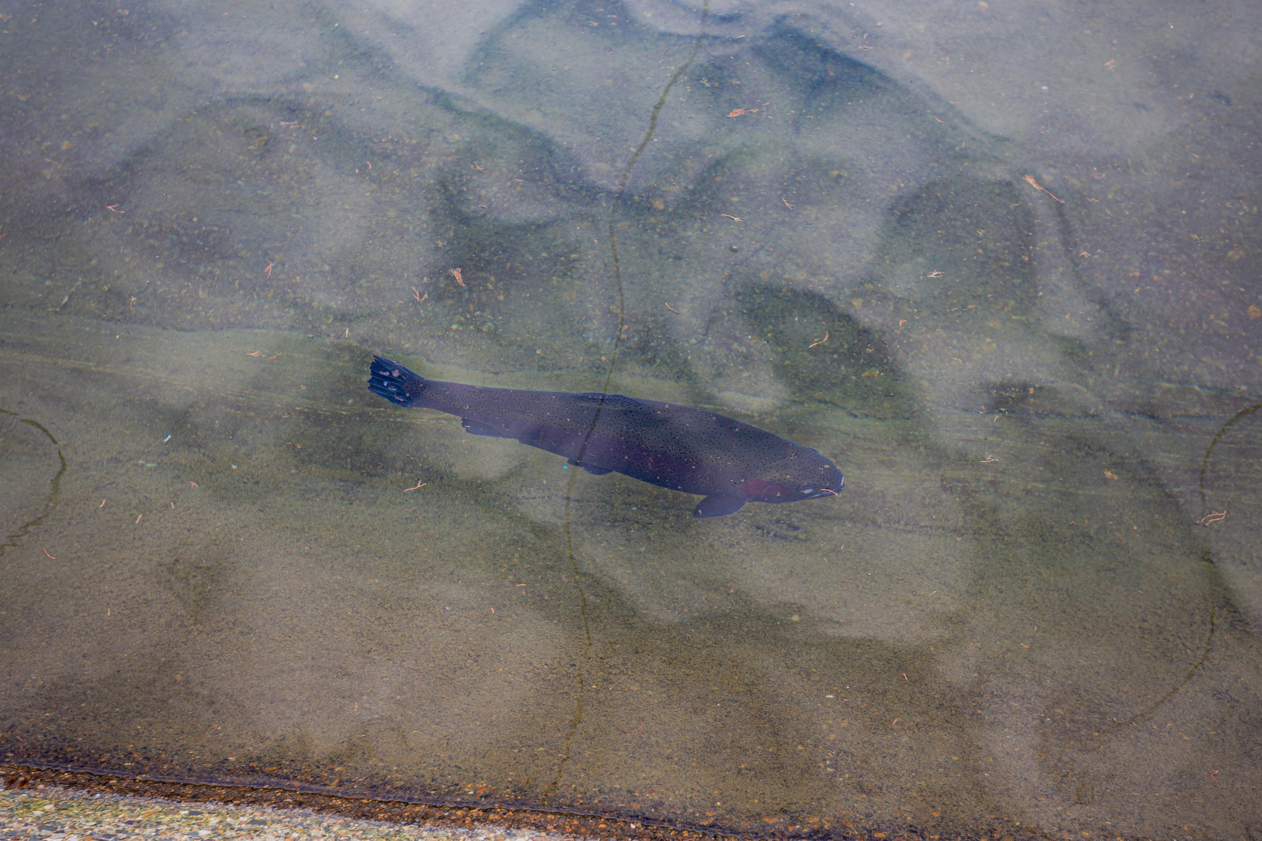 Форелевое хозяйство в Адлере. Photographer Sonkina Tatiana (Tanya Ash)