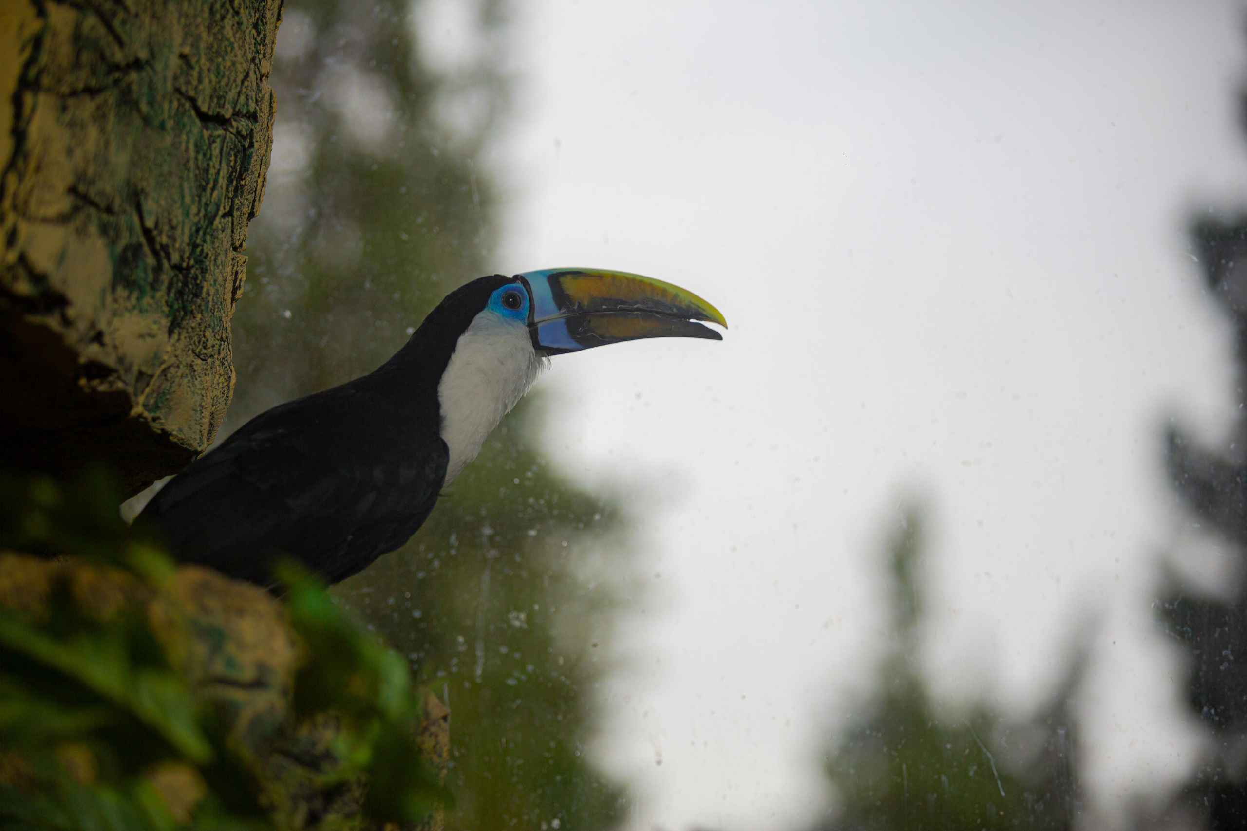 Зоопарк РИО. Photographer Sonkina Tatiana (Tanya Ash)