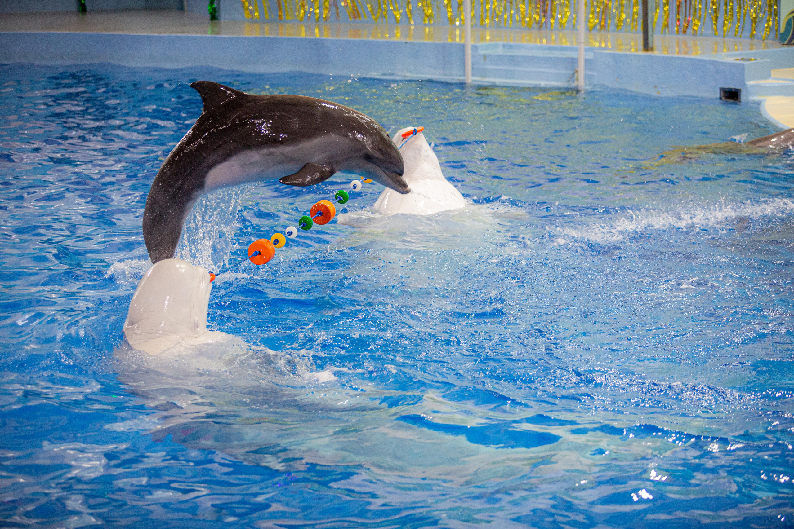Dolphinarium “Riviera”. Photographer Sonkina Tatiana (Tanya Ash)