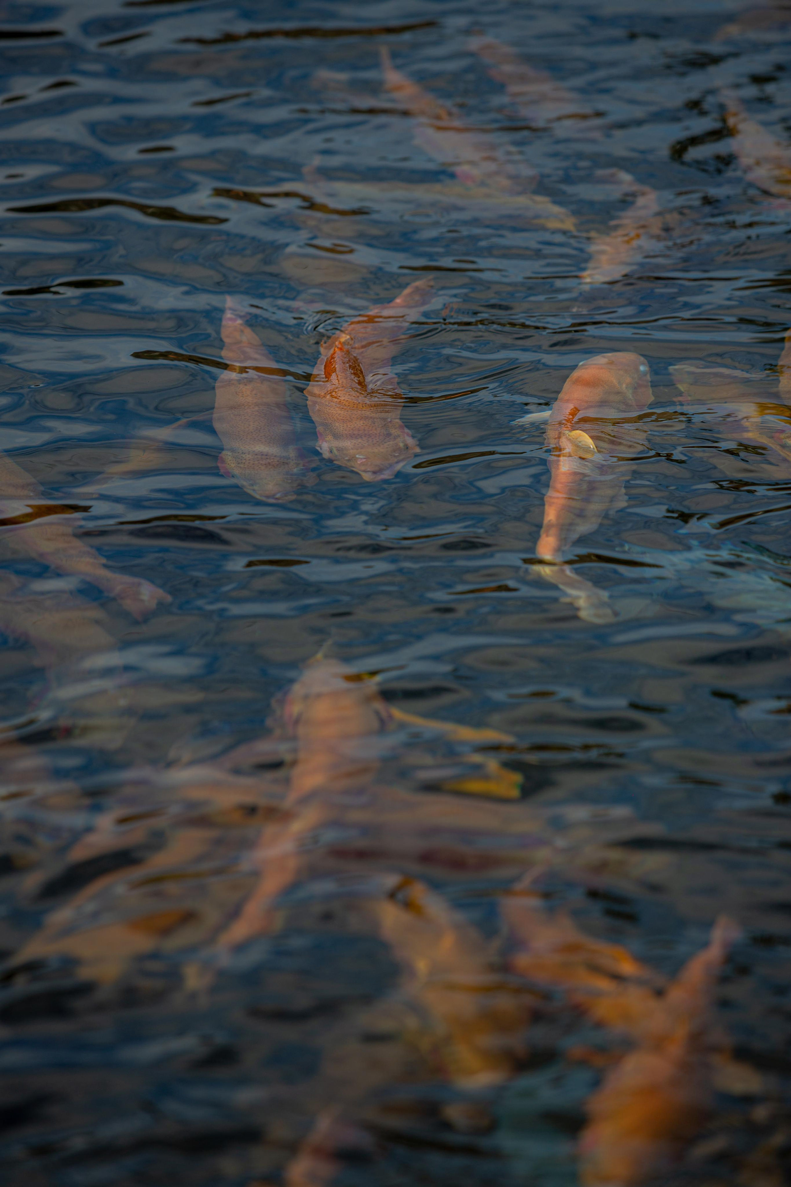 Форелевое хозяйство в Адлере. Photographer Sonkina Tatiana (Tanya Ash)