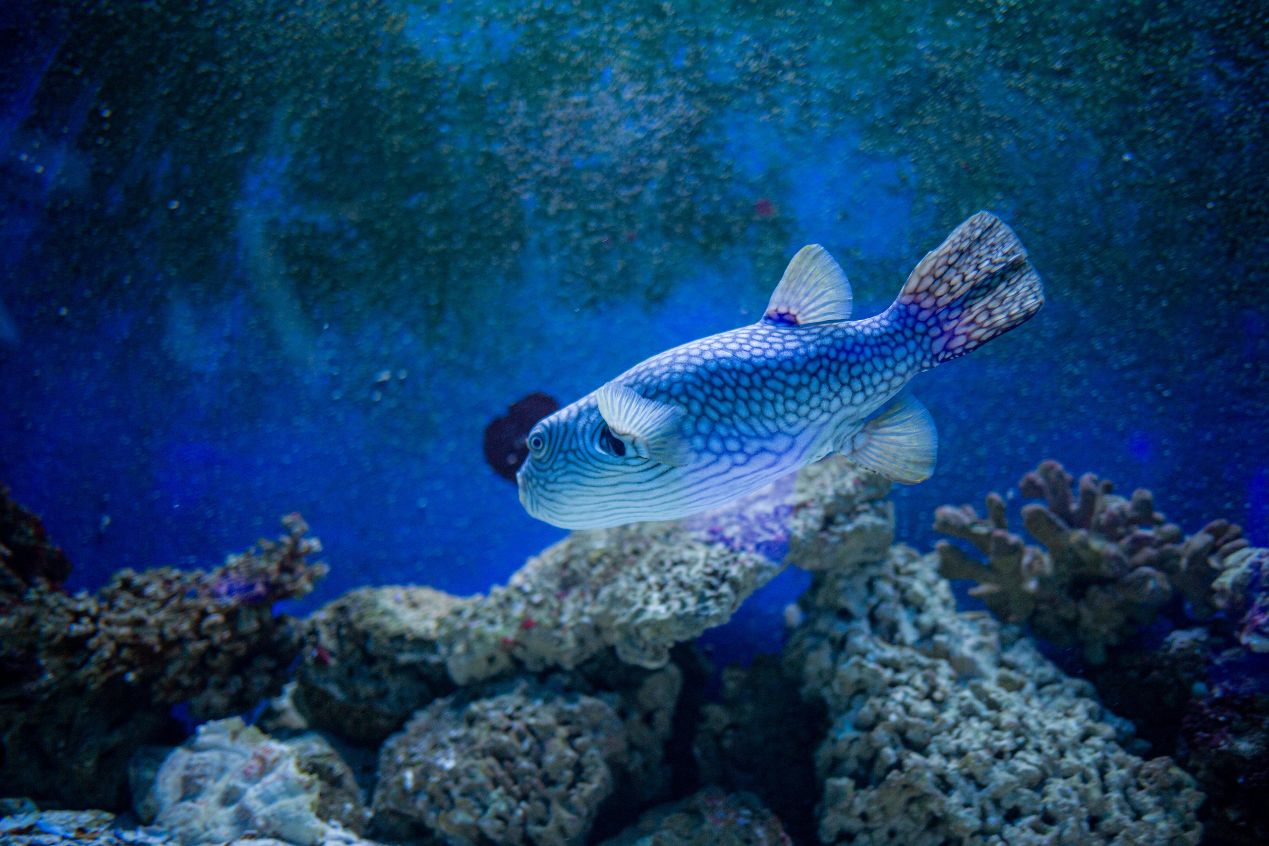 Аквариум и Морской зоопарк. Photographer Sonkina Tatiana (Tanya Ash)