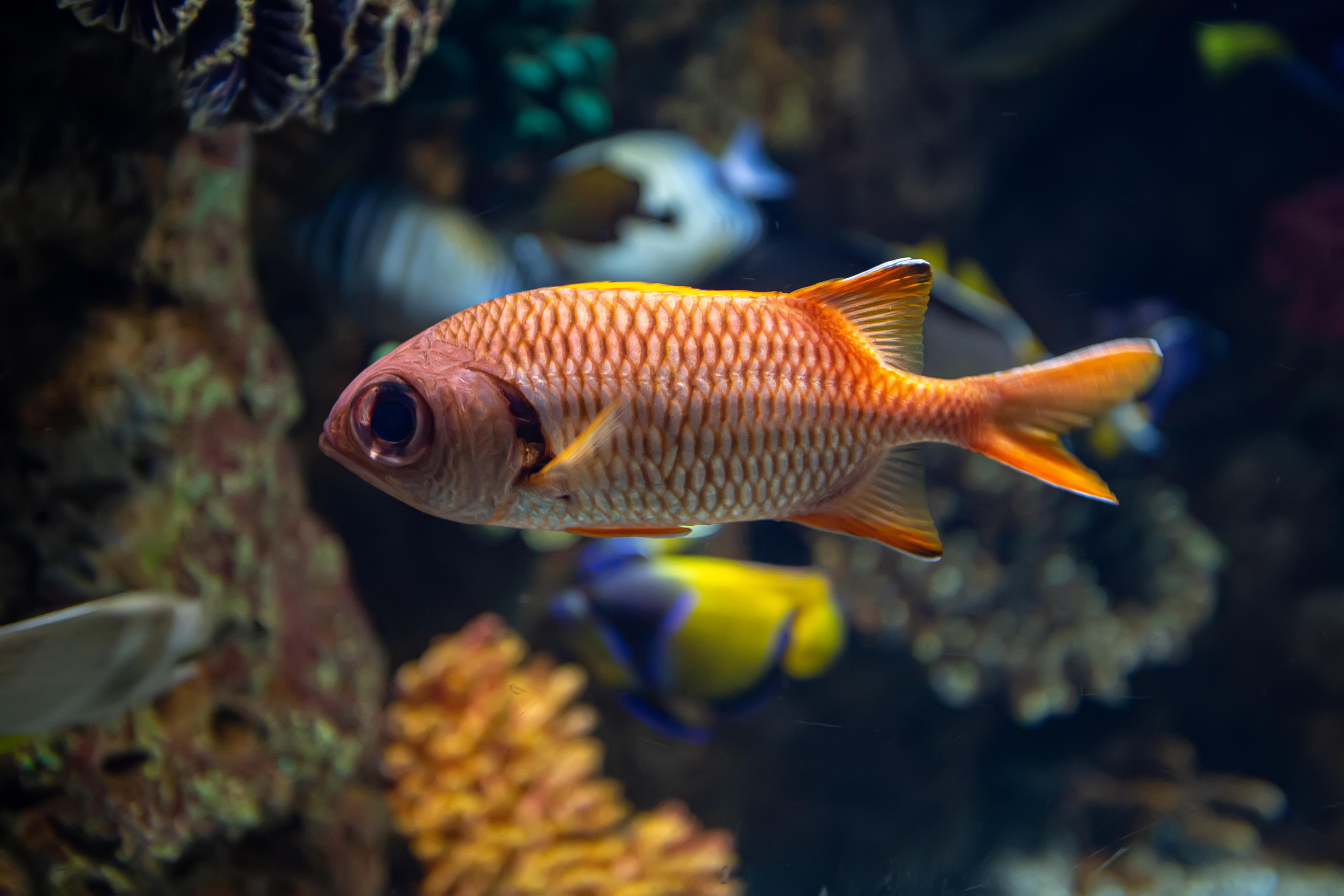 Океанариум «Sochi Discovery World Aquarium». Photographer Sonkina Tatiana (Tanya Ash)