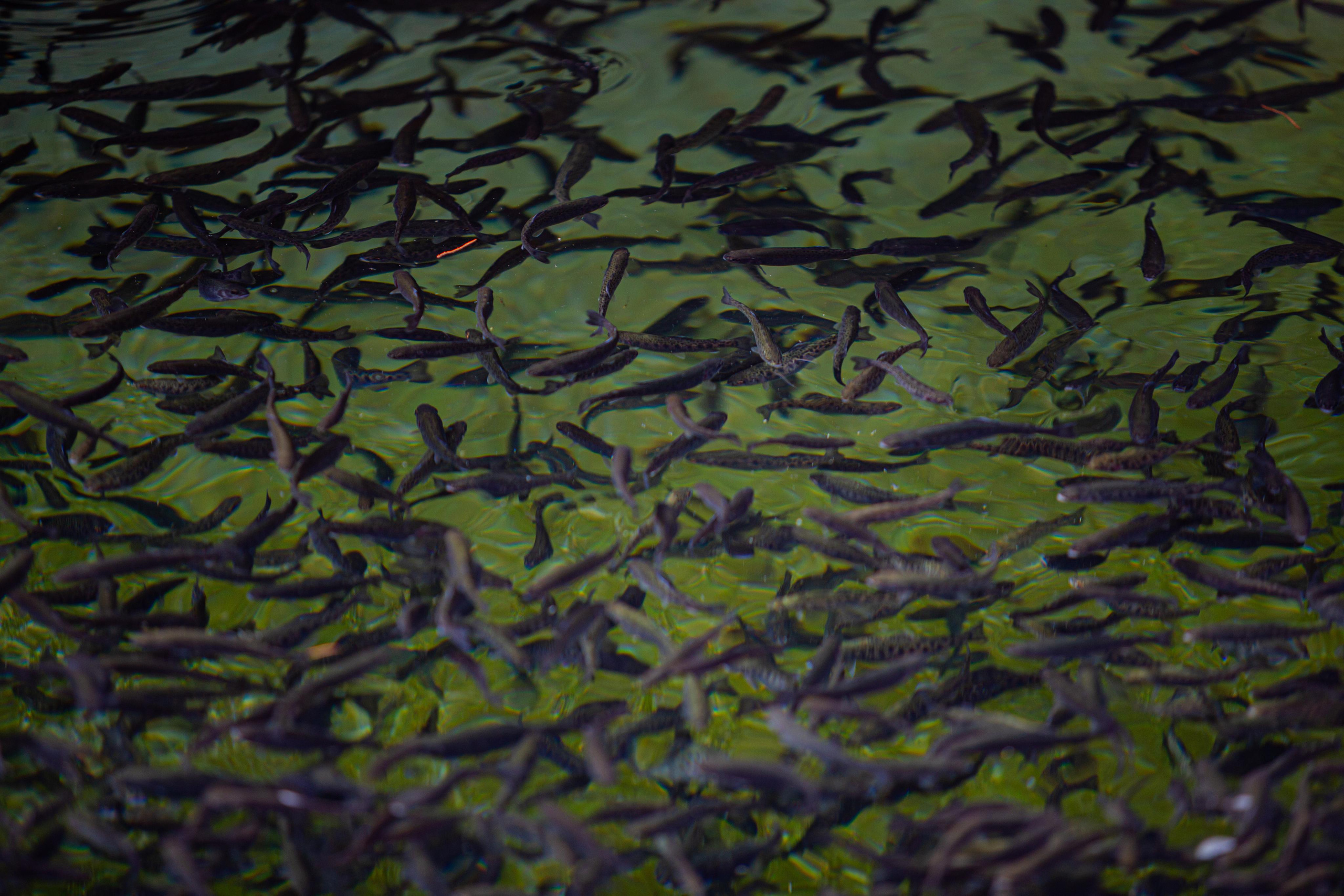 Форелевое хозяйство в Адлере. Photographer Sonkina Tatiana (Tanya Ash)