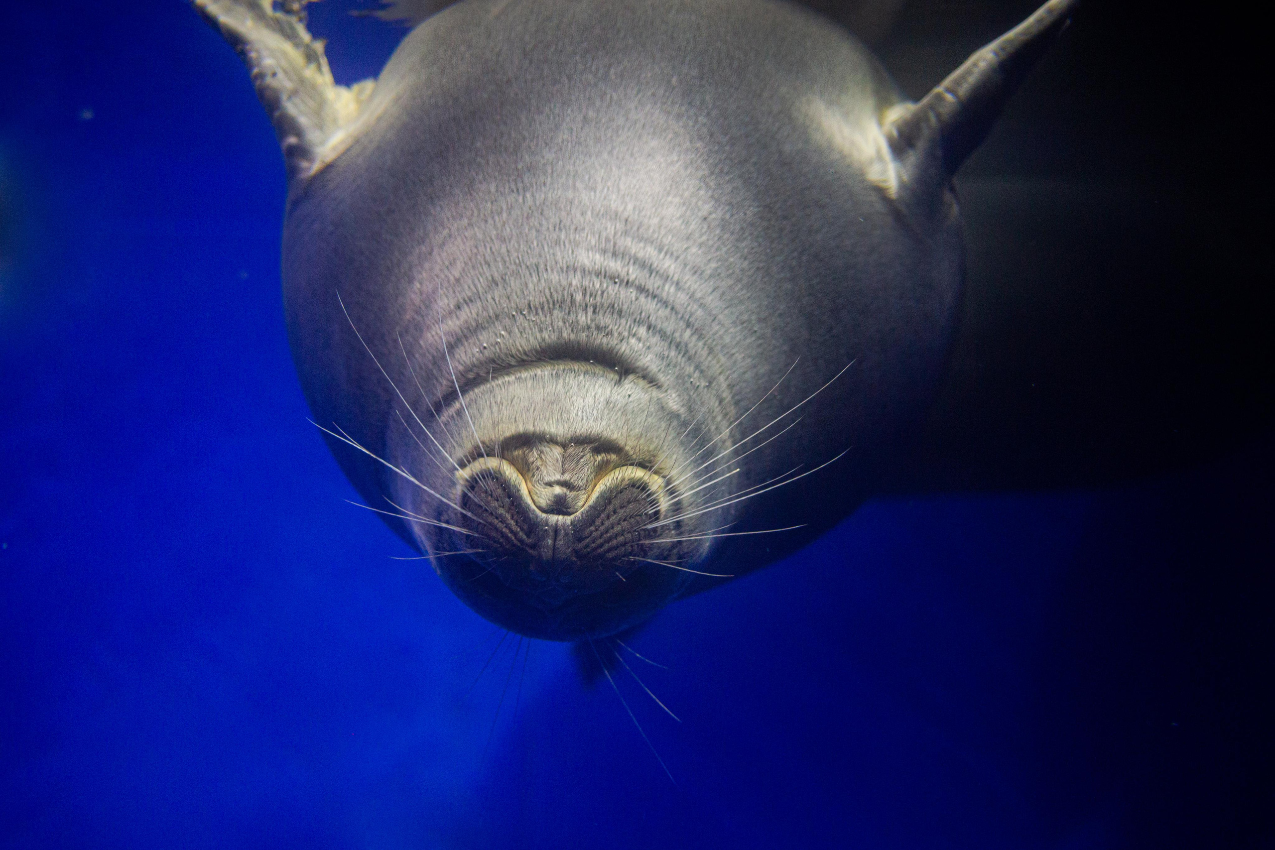 Аквариум и Морской зоопарк. Photographer Sonkina Tatiana (Tanya Ash)